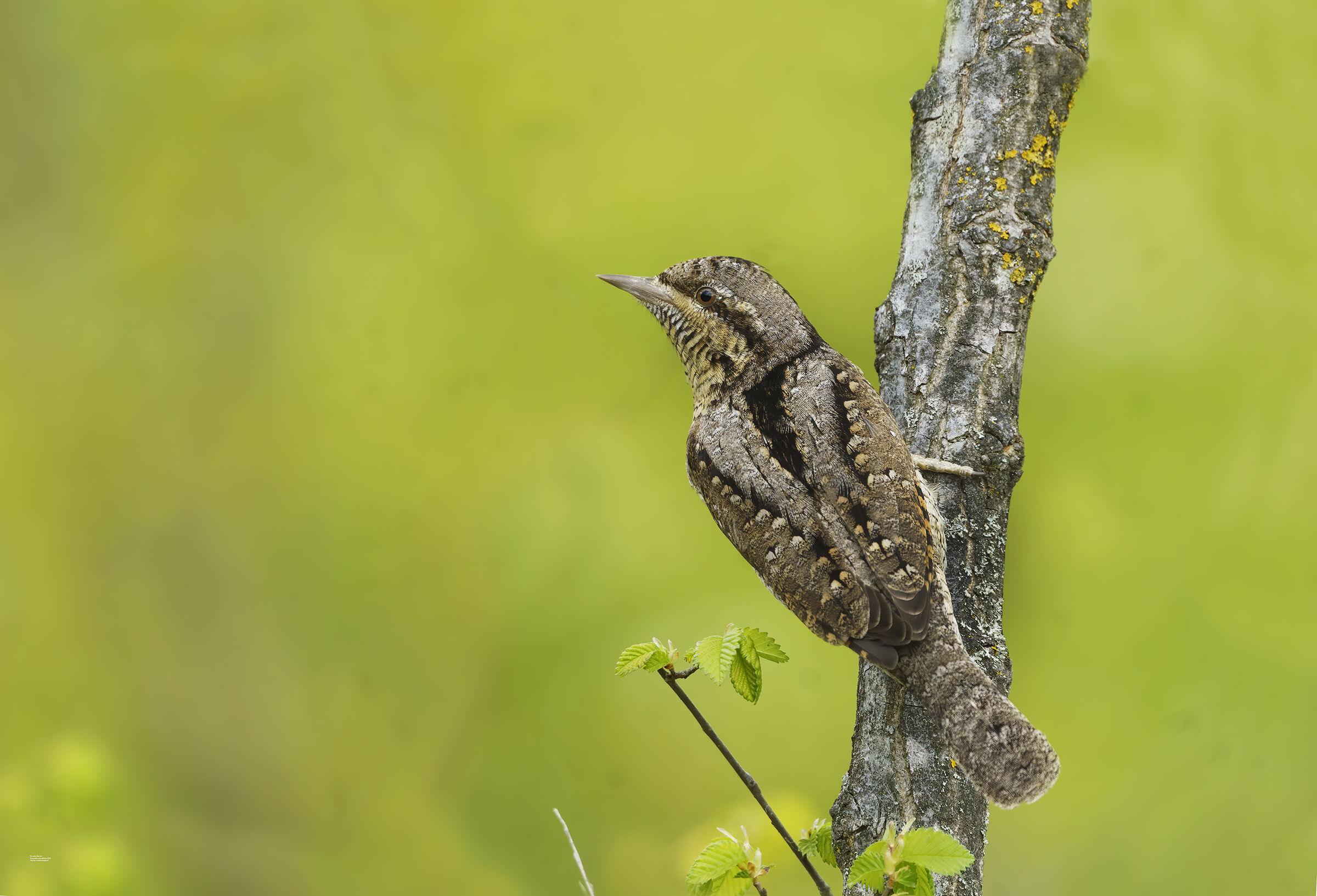 torcicollo, collina bolognese