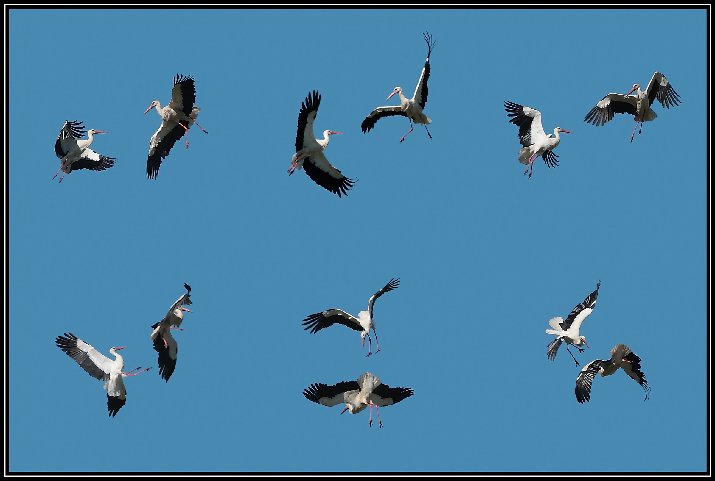 corteggiamento cicogna bianca