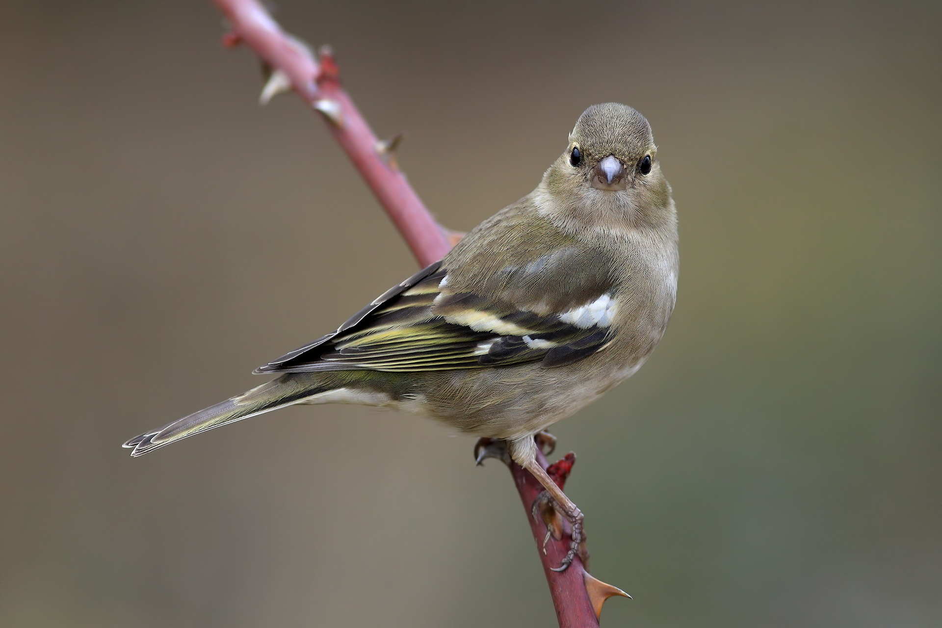 Female finch