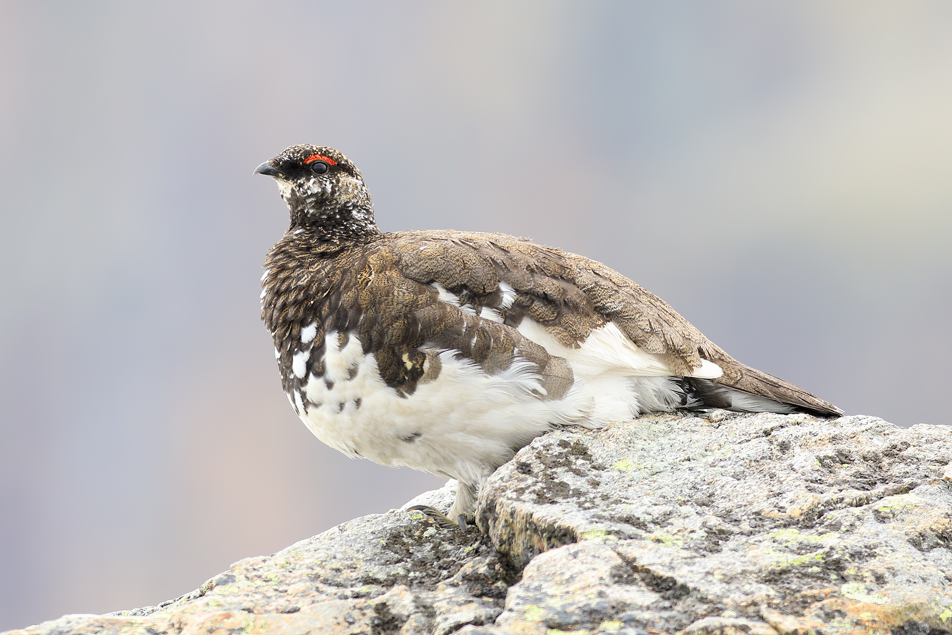 ptarmigan