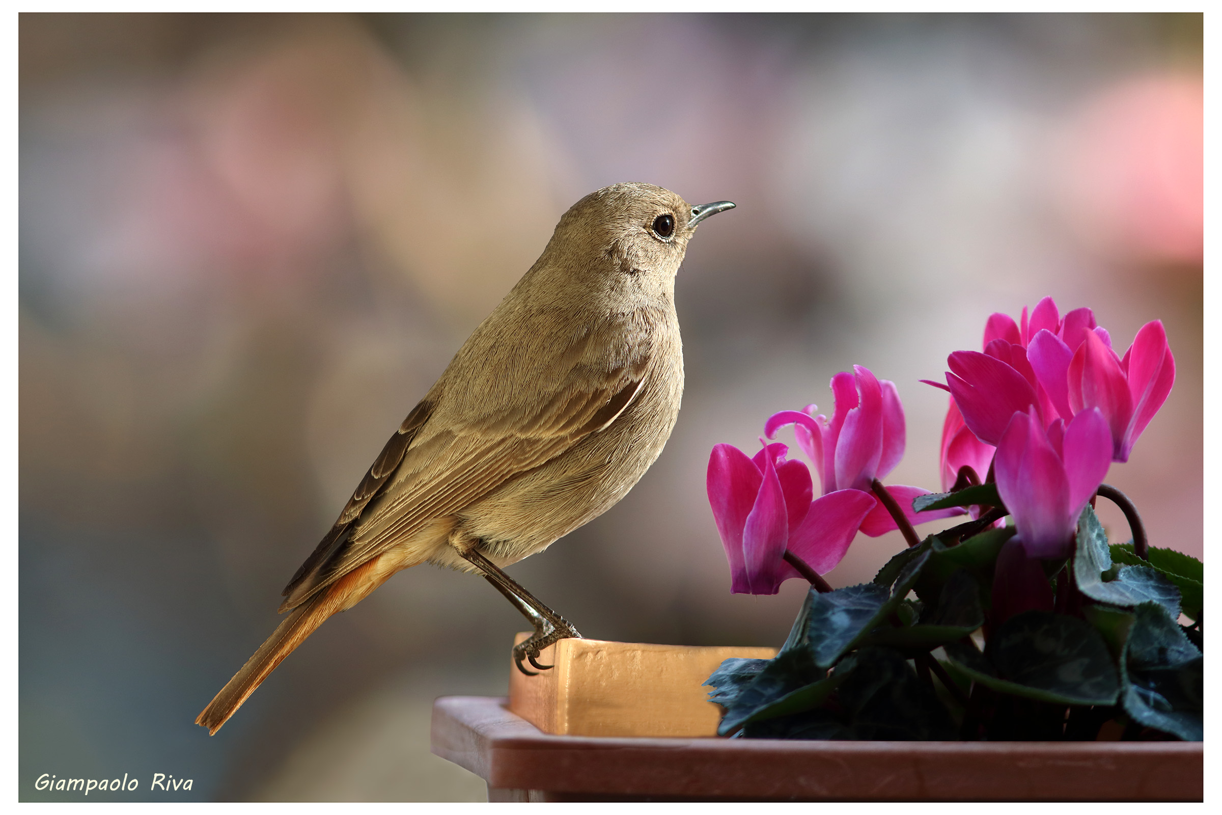 Codirosso e ciclamini