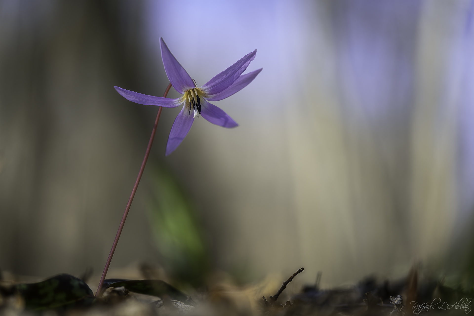 Erythronium