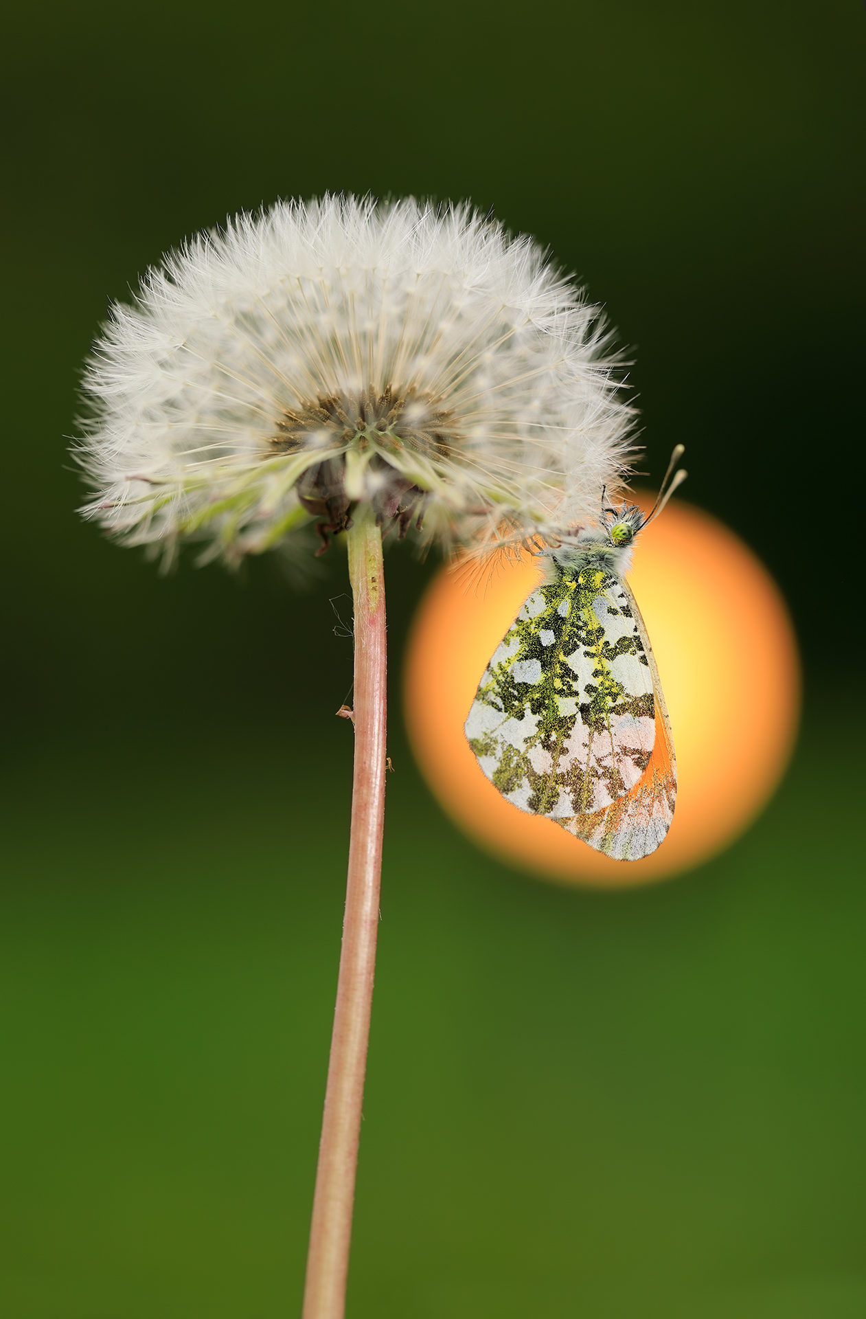 Anthocaris Cardamines