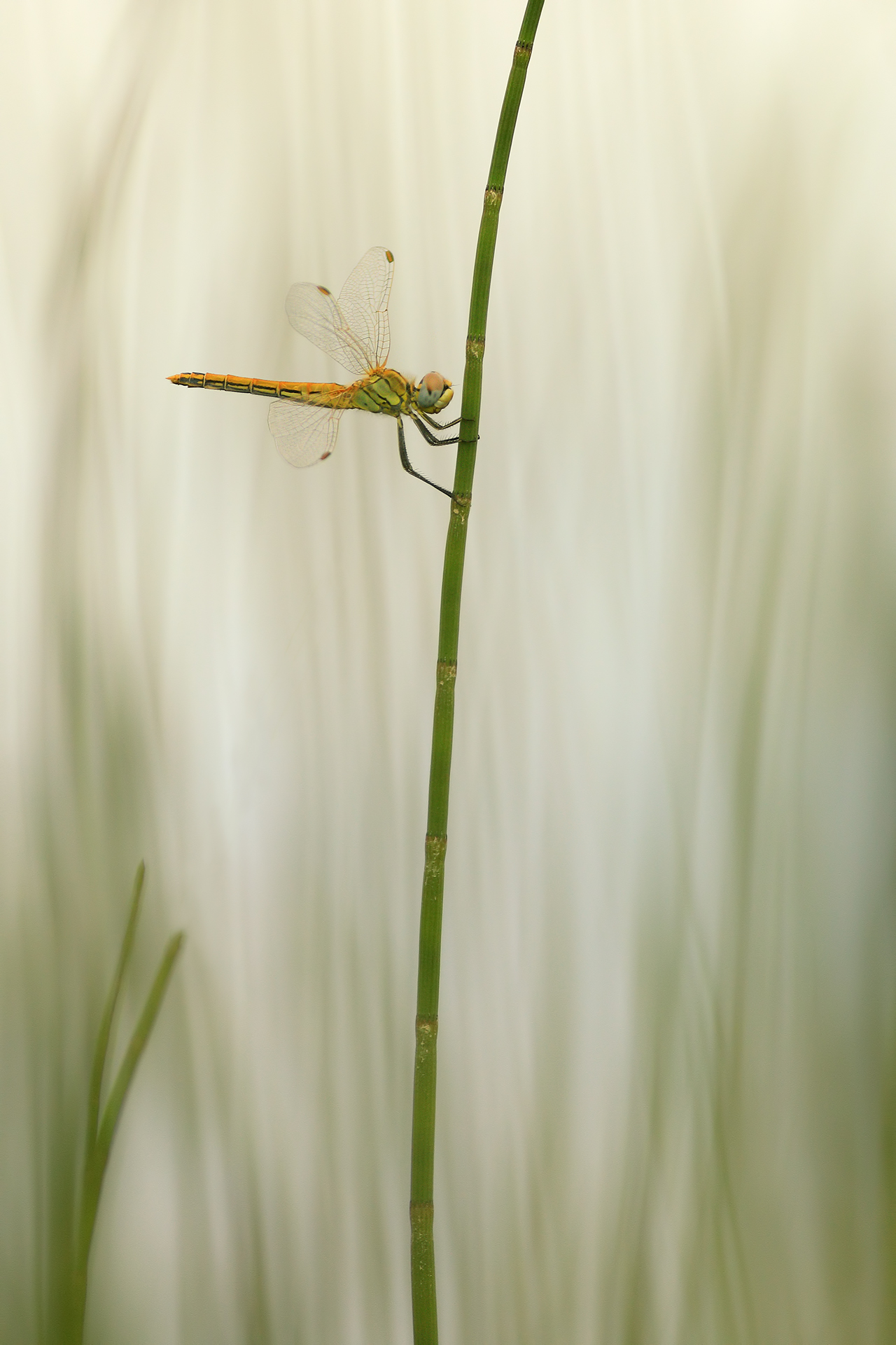 Dragonfly at Maddalena