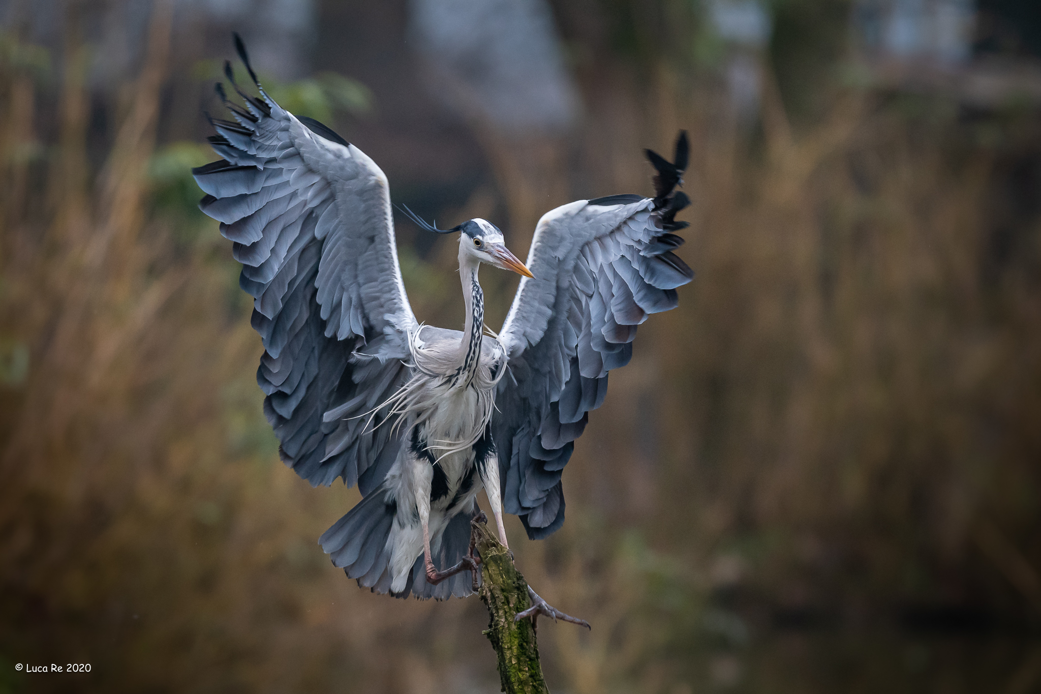 grey heron