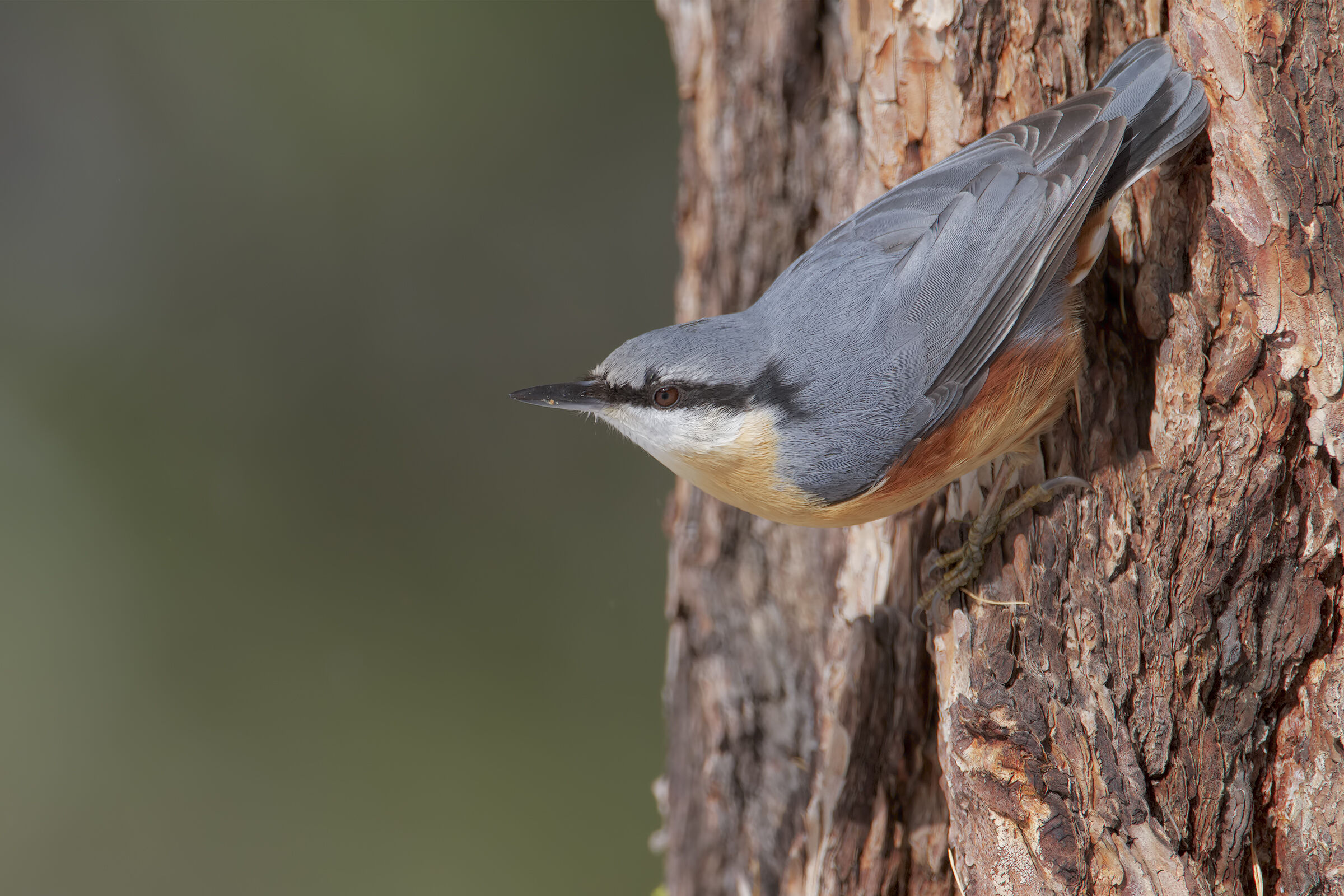 wood nuthatch