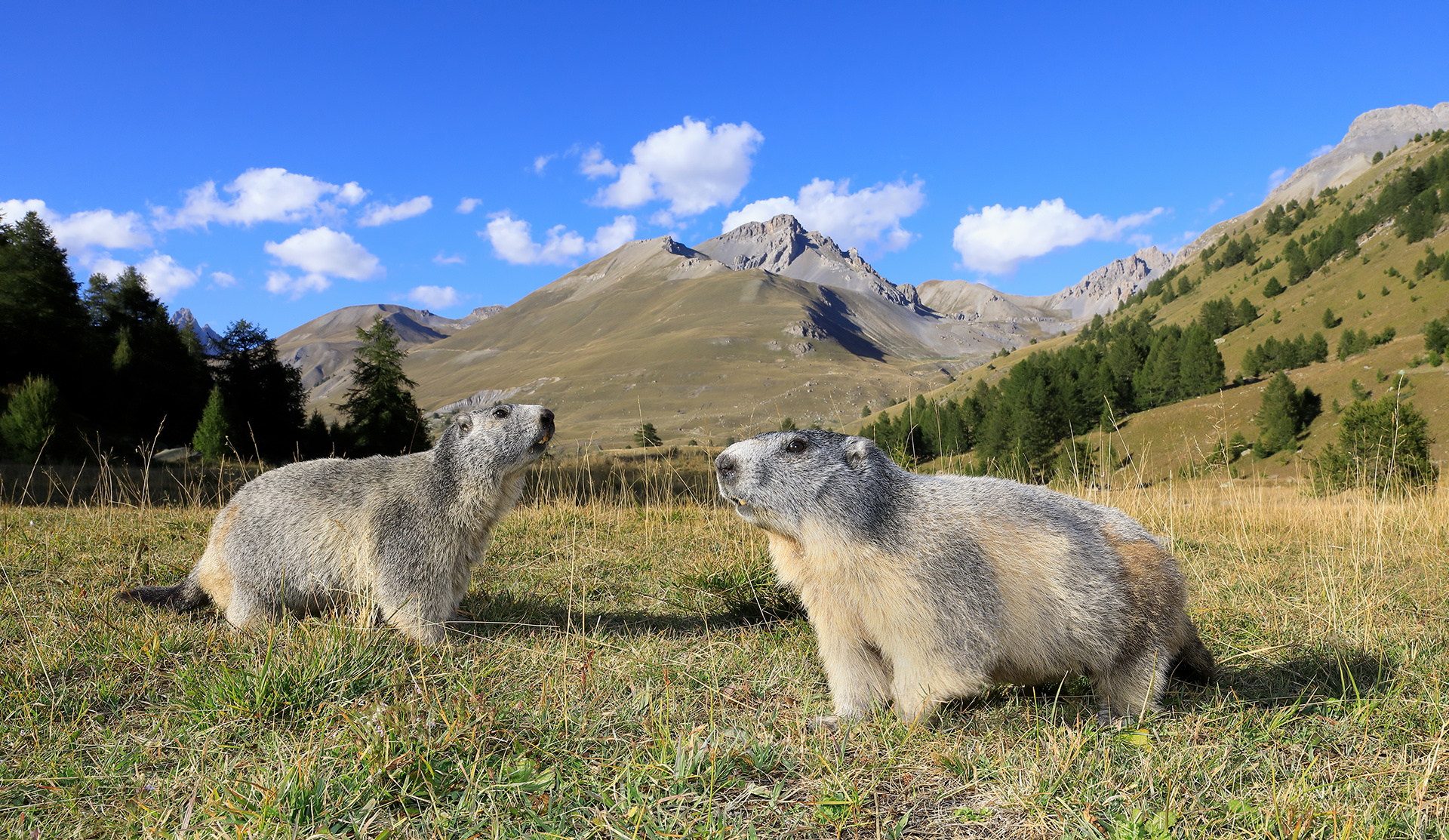 Doppia Marmotta