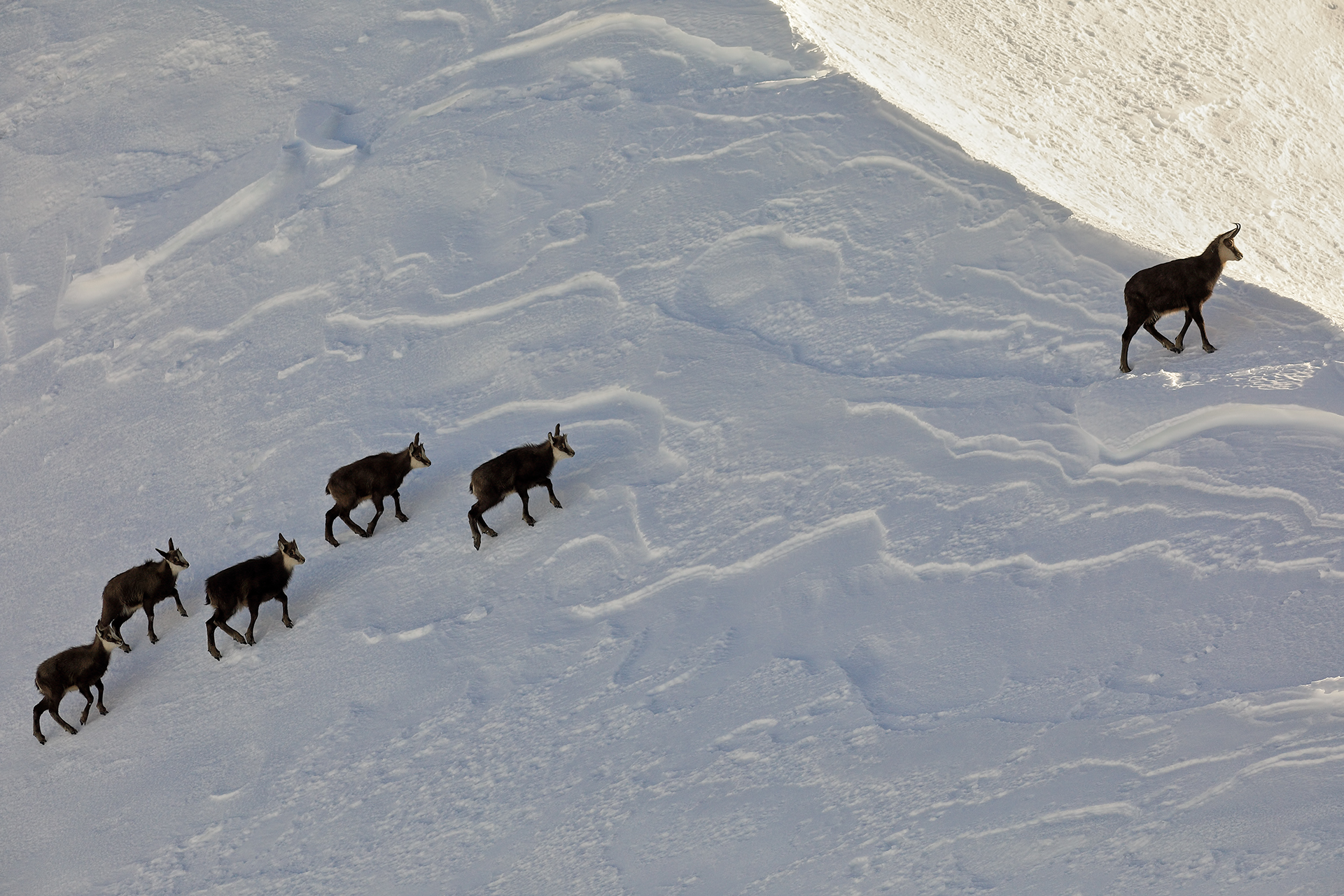 The Ridge Procession