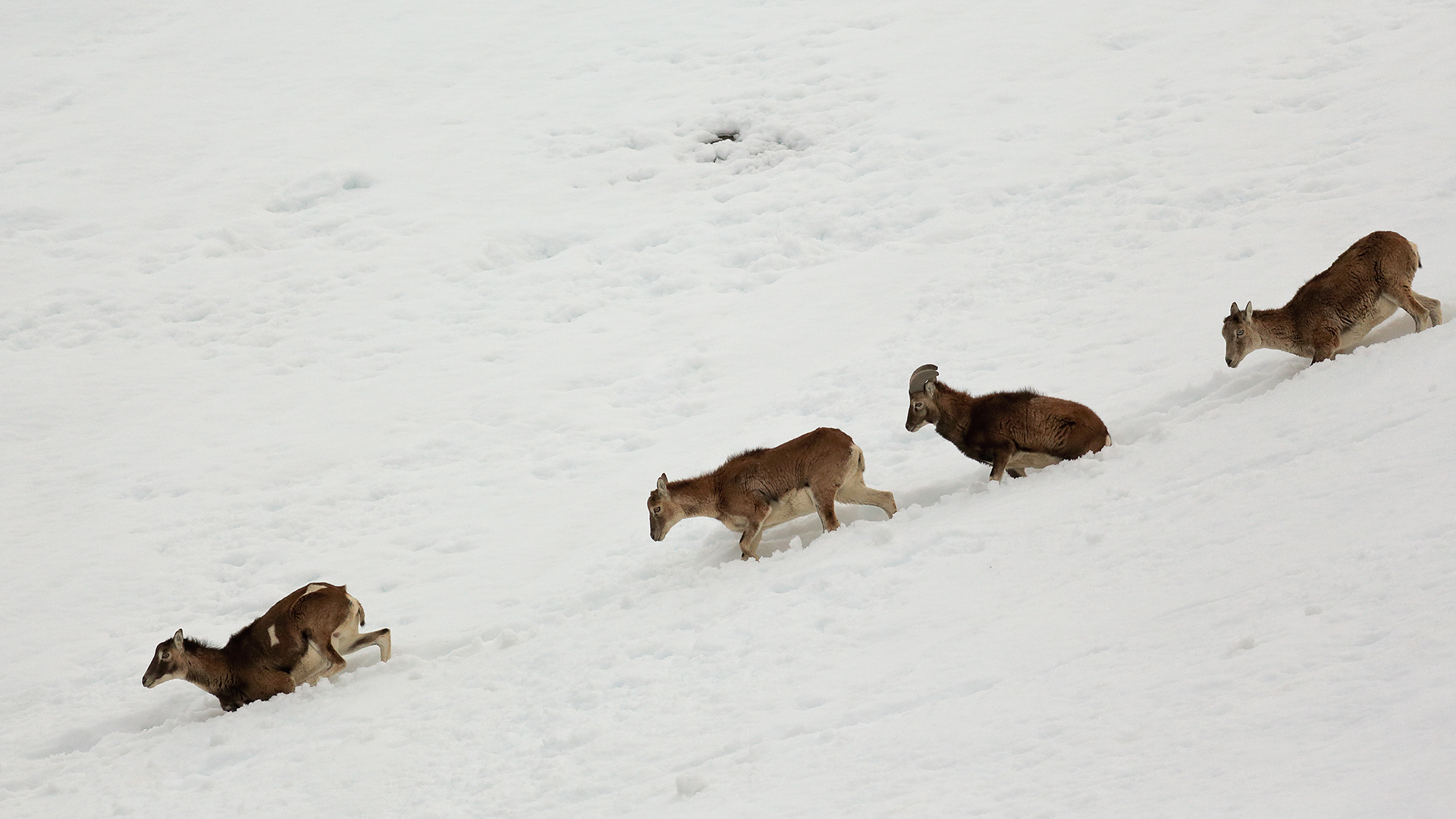 Mufloni procession in the snow