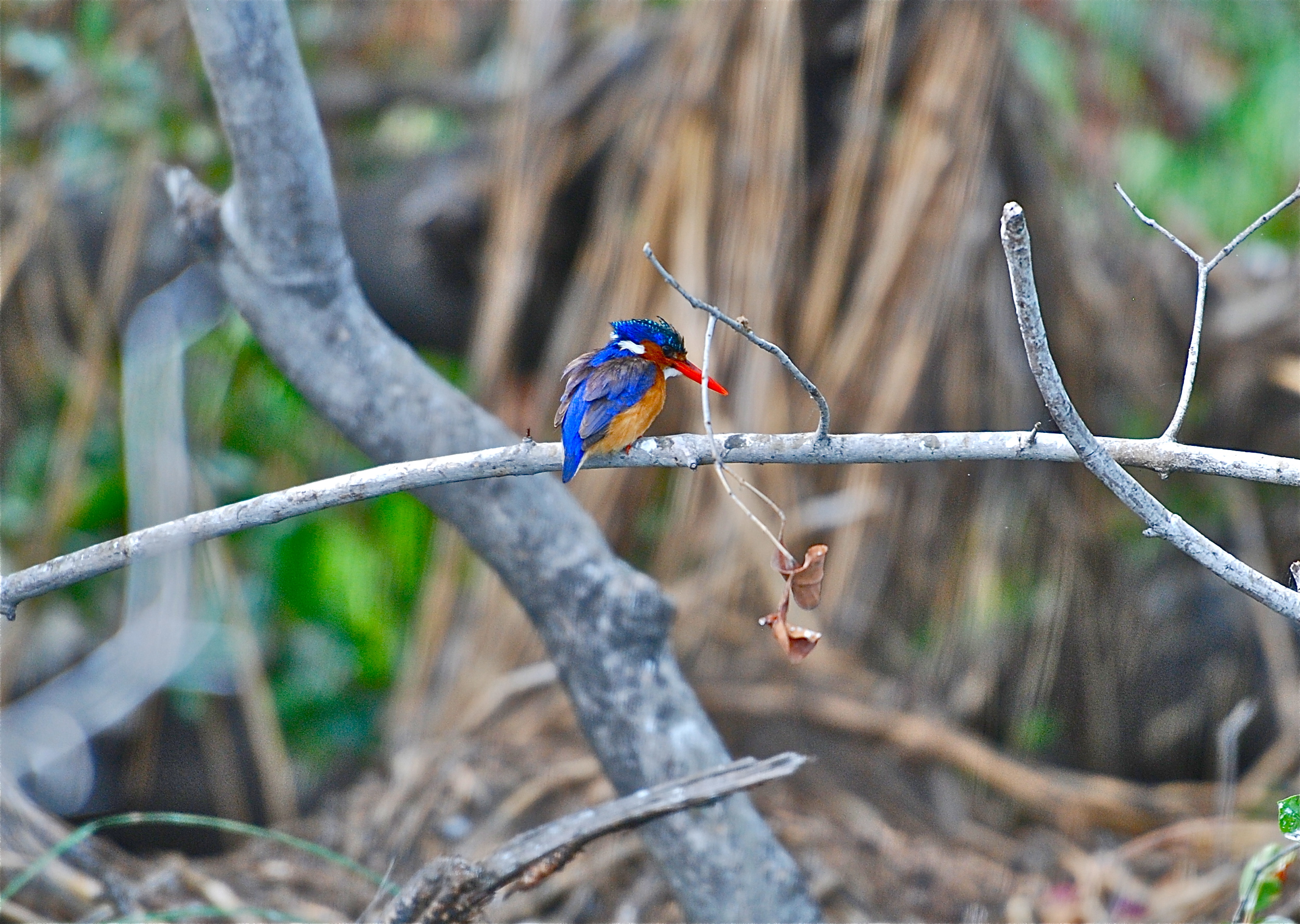 Martin Pescatore Malakite