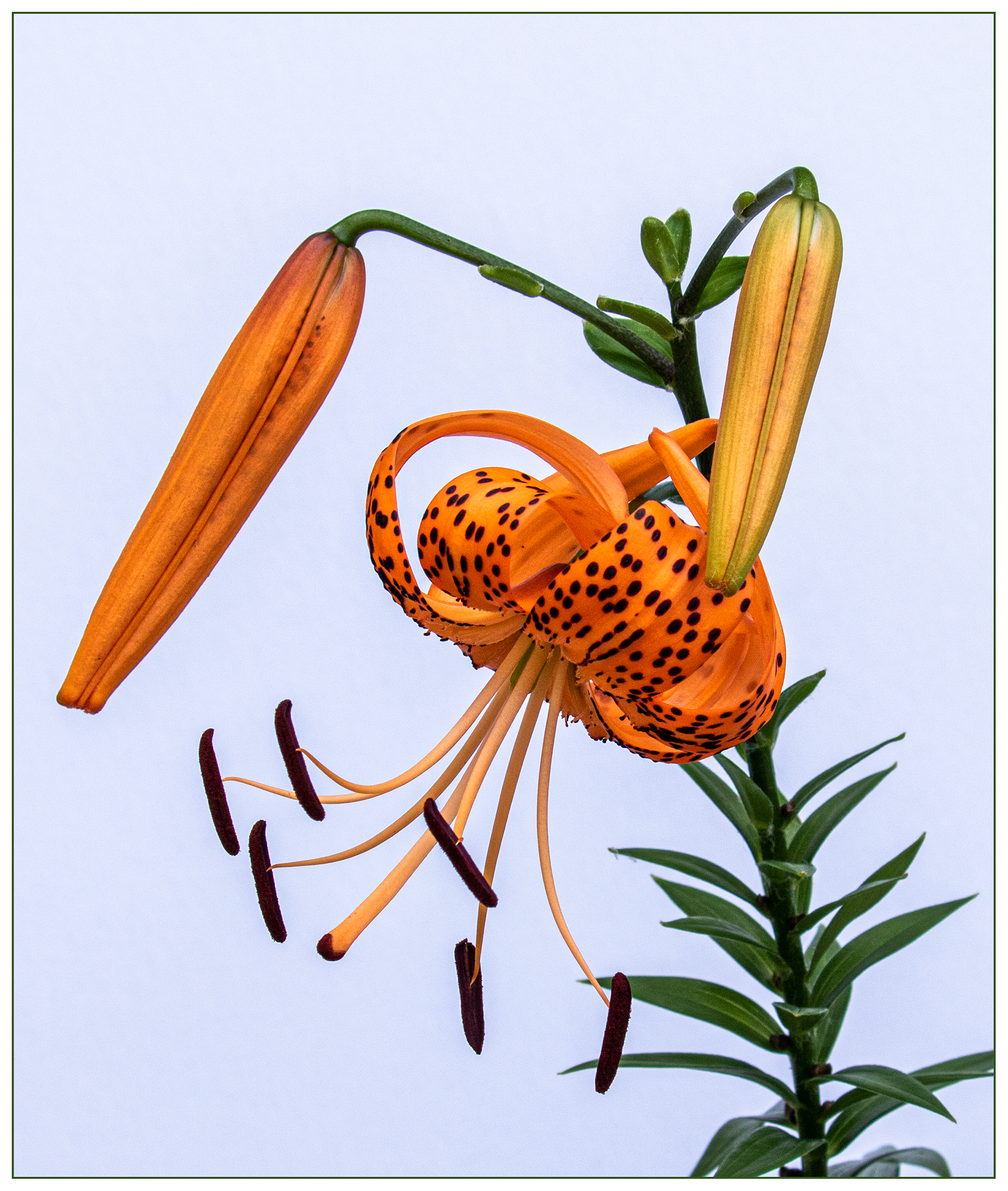 Tiger Lilies
