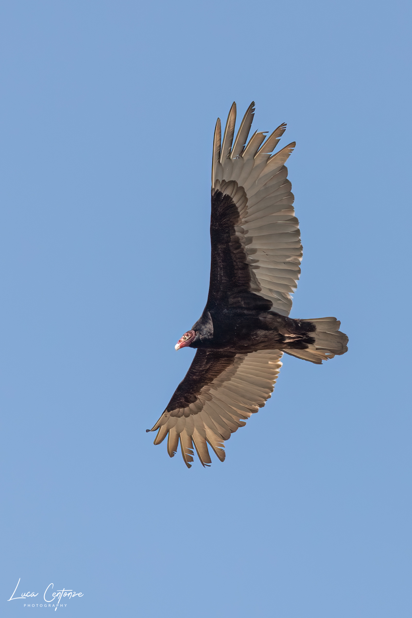 Turkey Vulture (Cathartes aura)