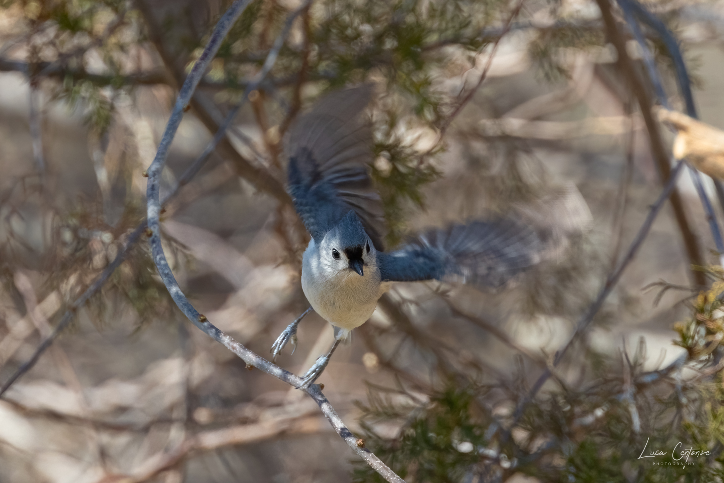 Tufted Titmouse (Baeolophus bicolor) Cincia dal ciuffo