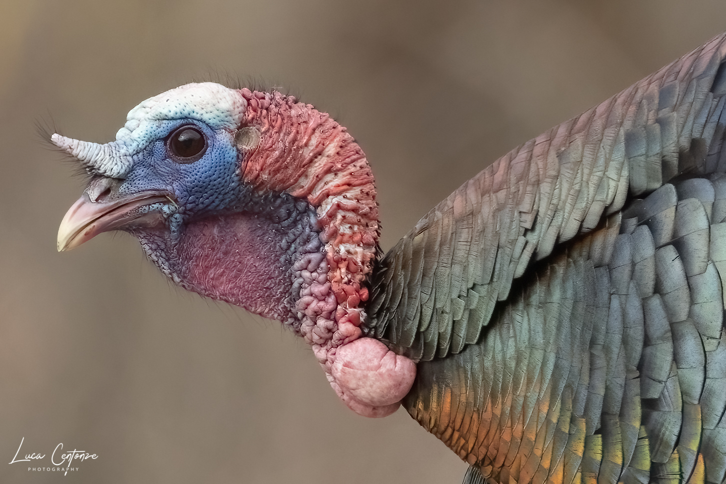 Wild Turkey (Meleagris gallopavo) Tacchino selvatico