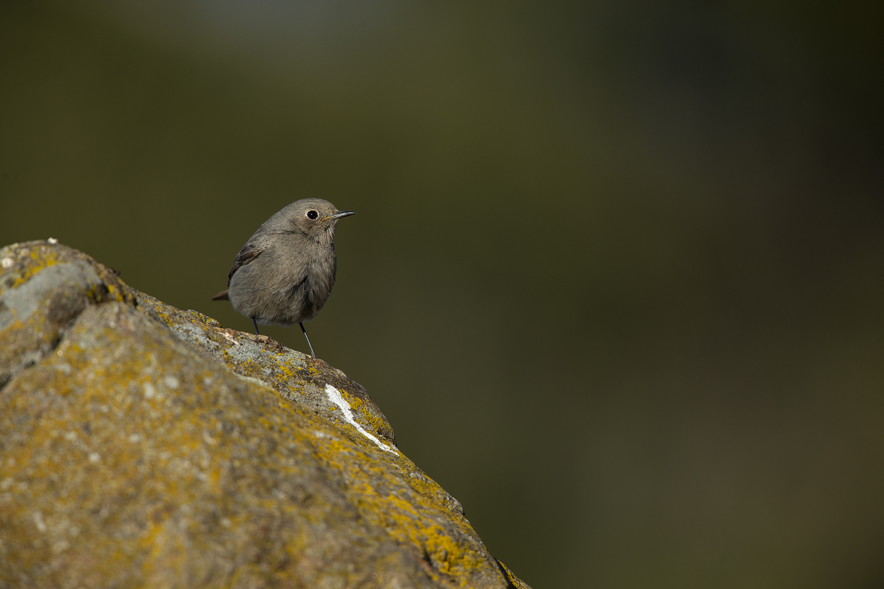 Codirosso Spazzacamino giovane