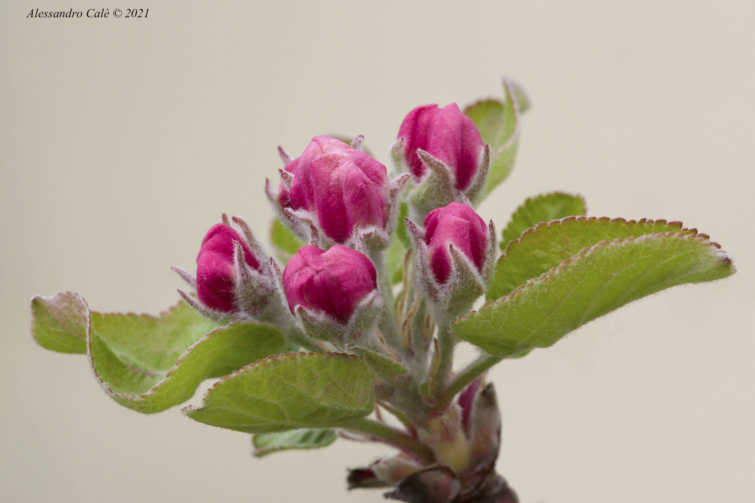 The Flowers of the Apple Apple 9564