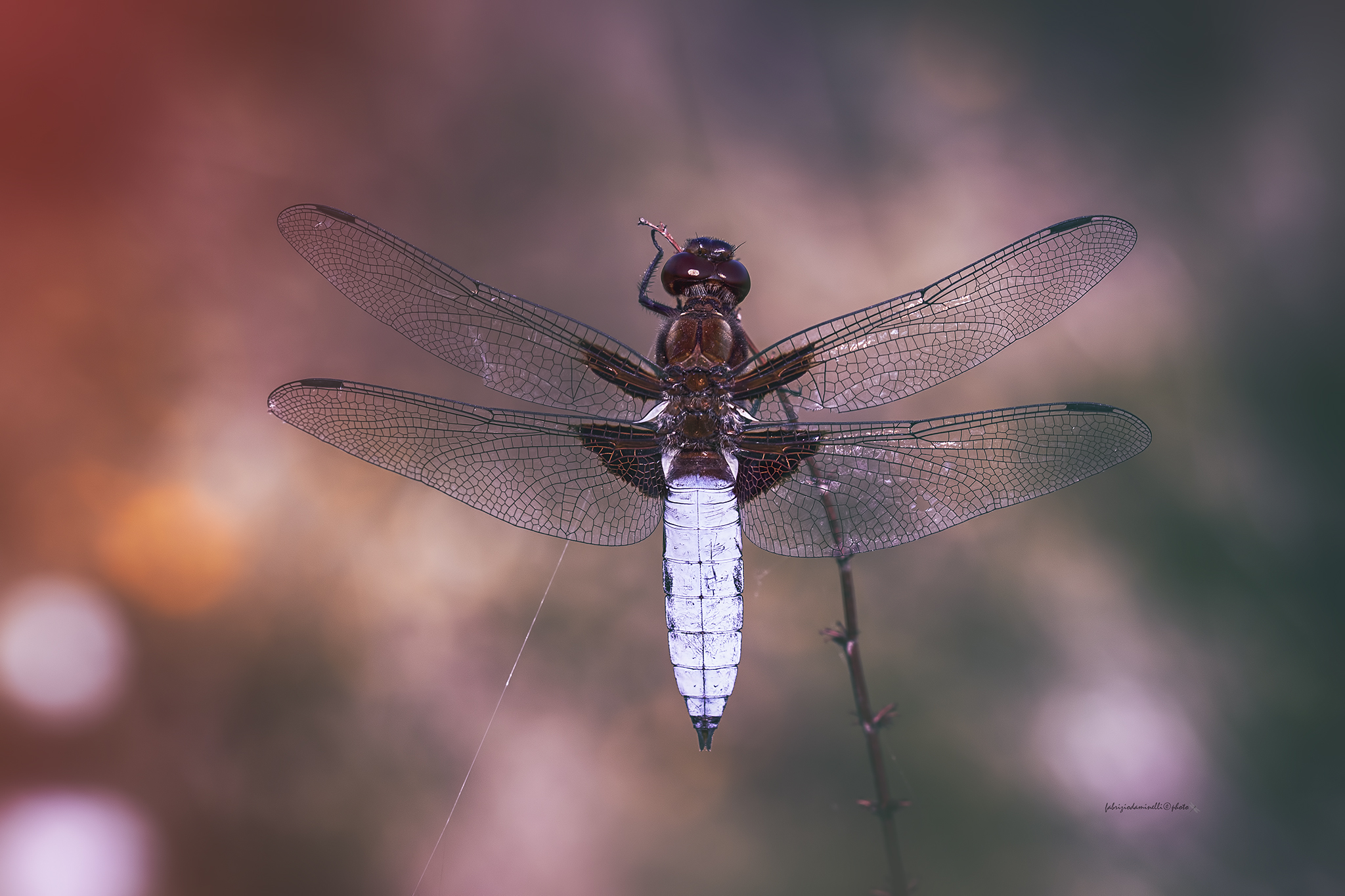 Broad-bodied Chaser-Libellula depressa