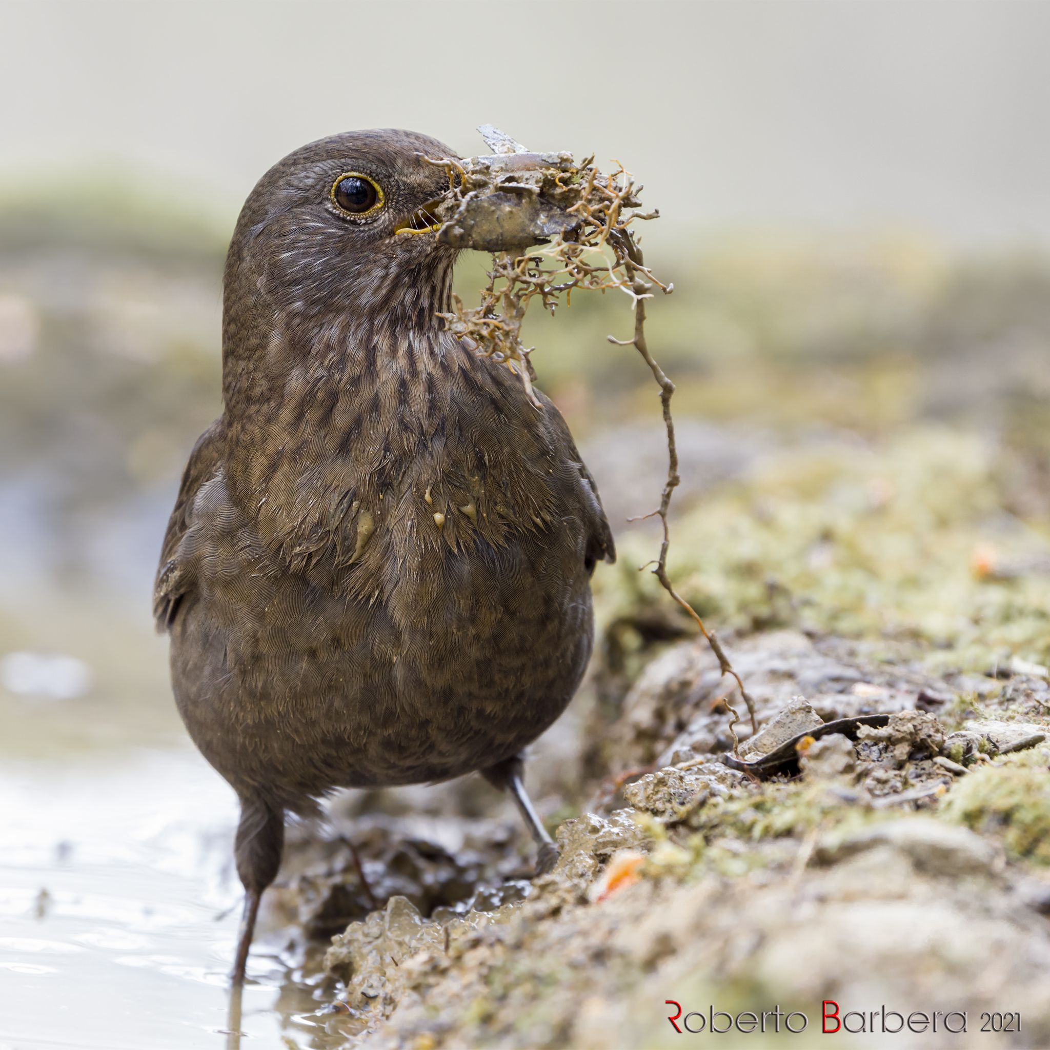Black black blacke female