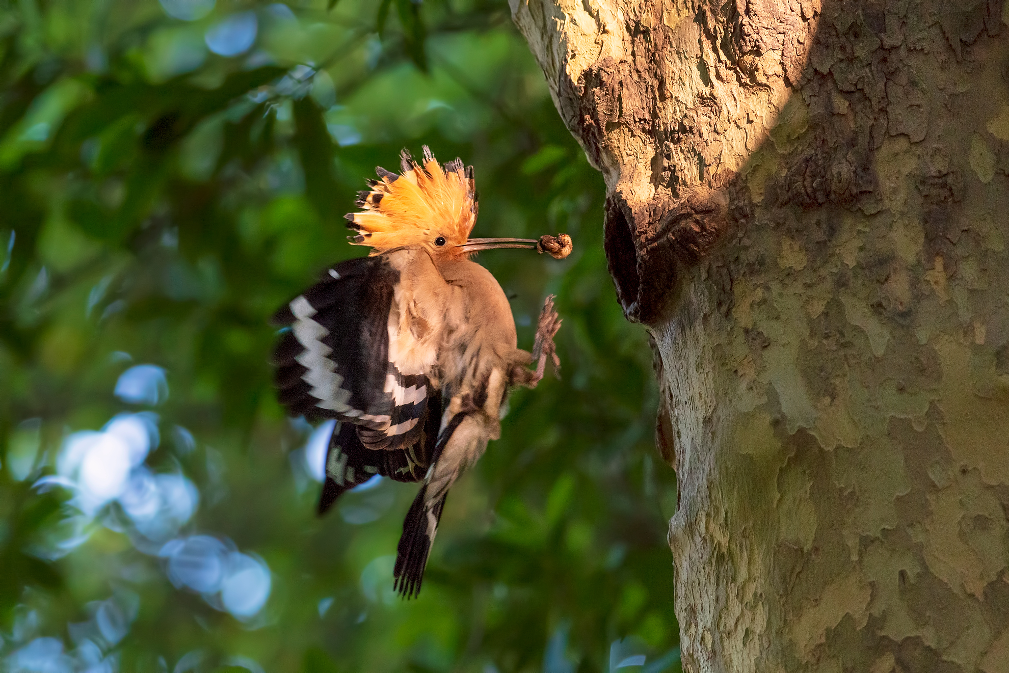 hoopoe