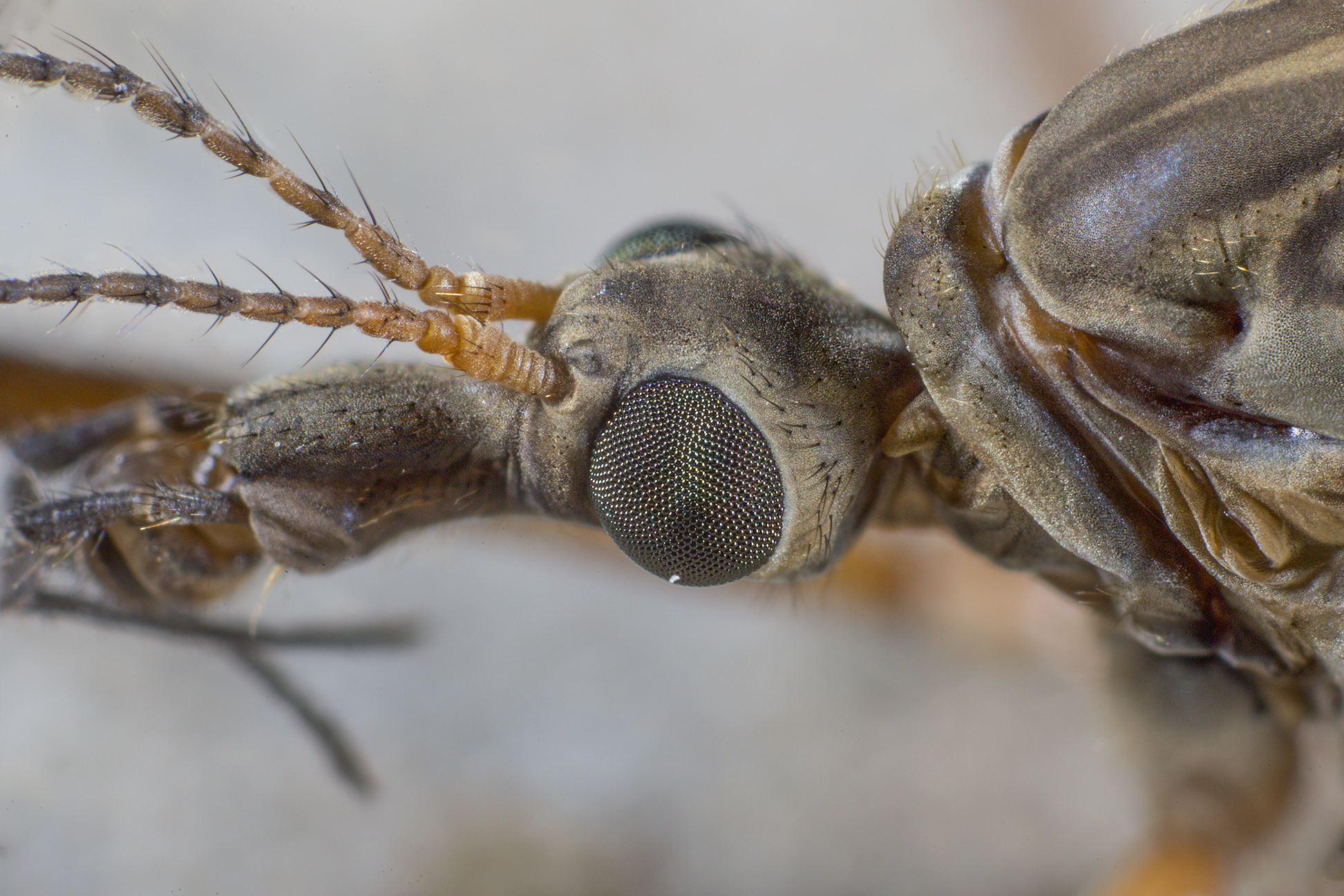 Tipulidae