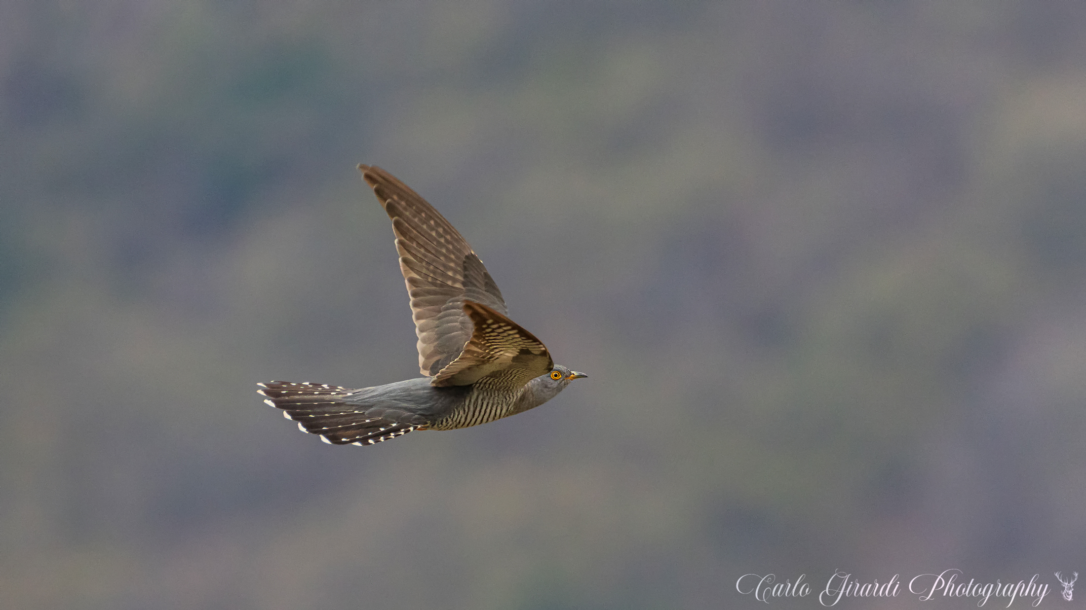 cuckoo