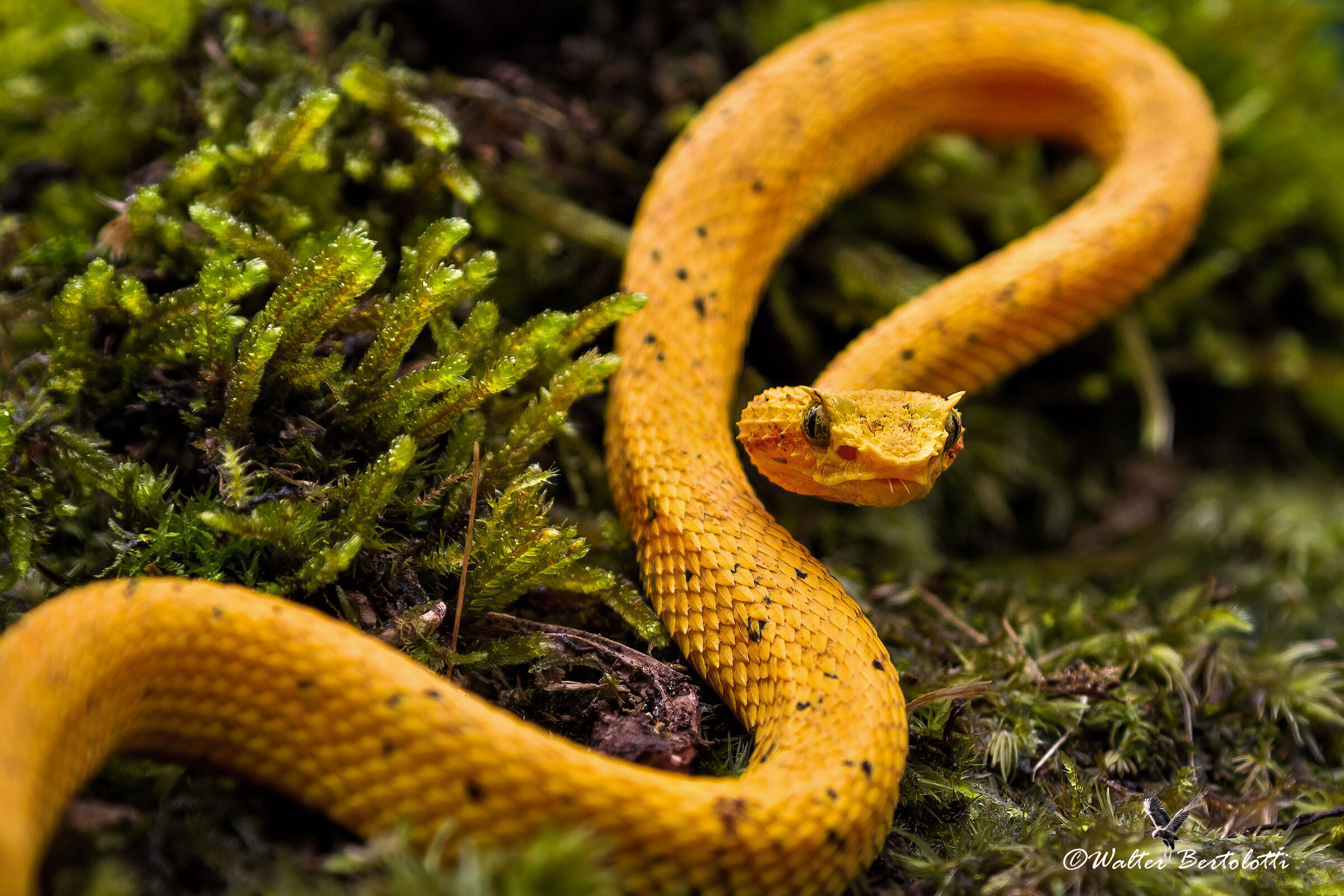 eyelashed viper