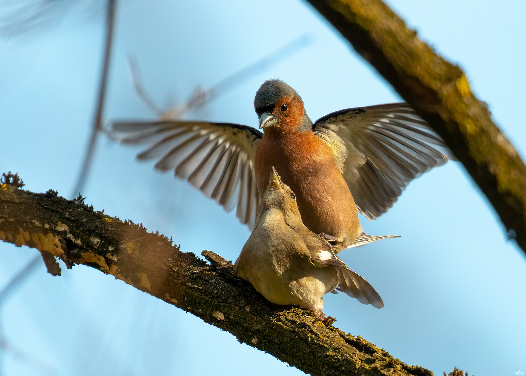 Chaffinch comune