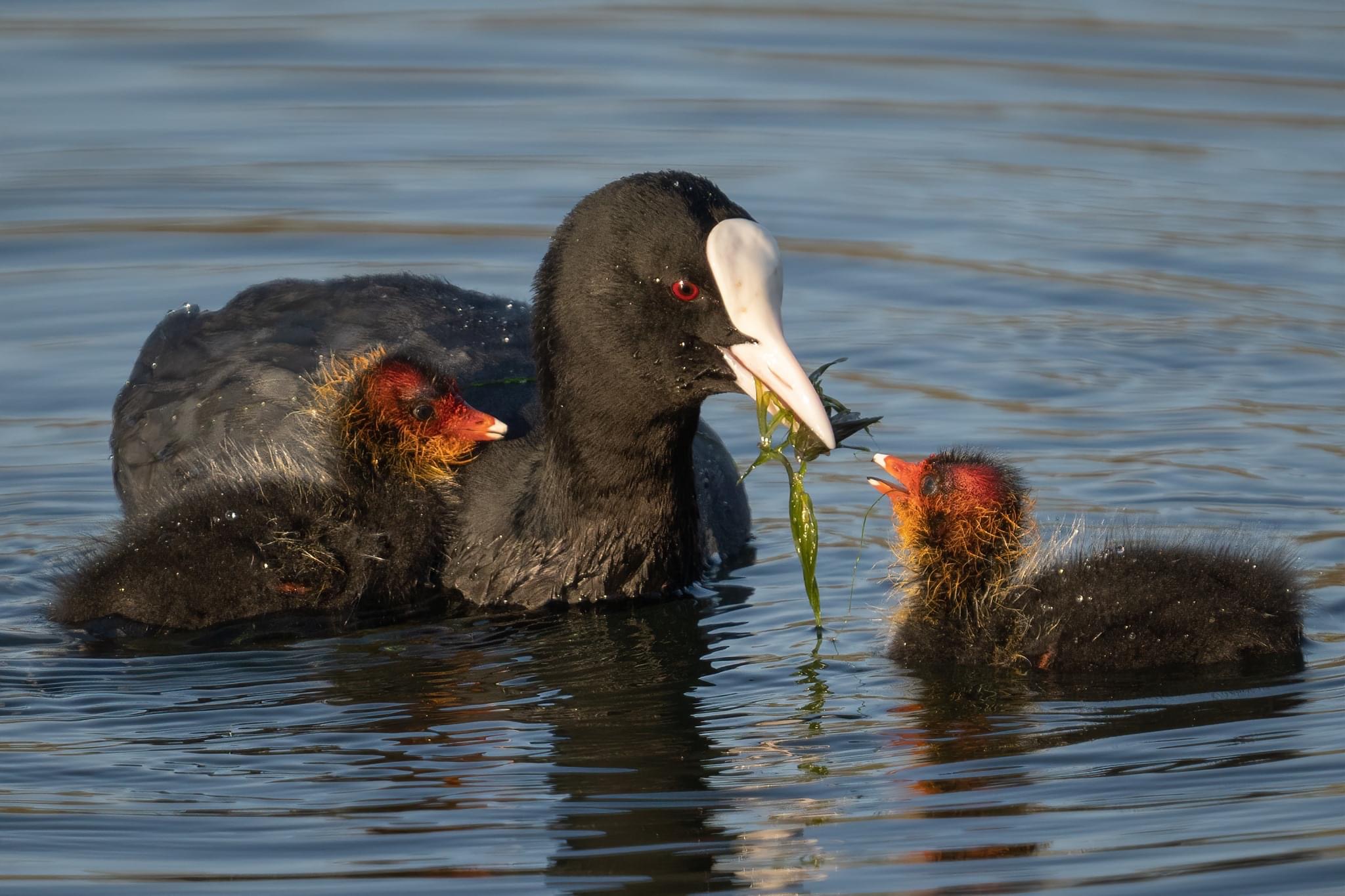 Every scarrafone is beautiful to mom soja