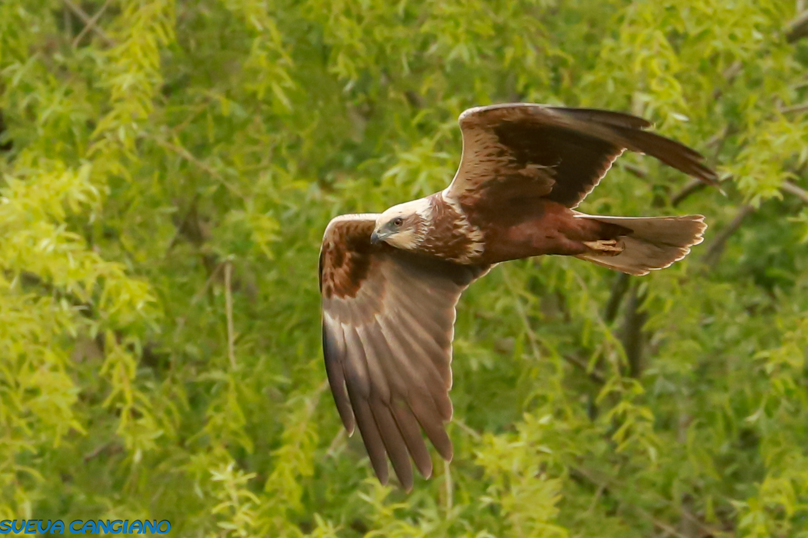 MARSH FALCON
