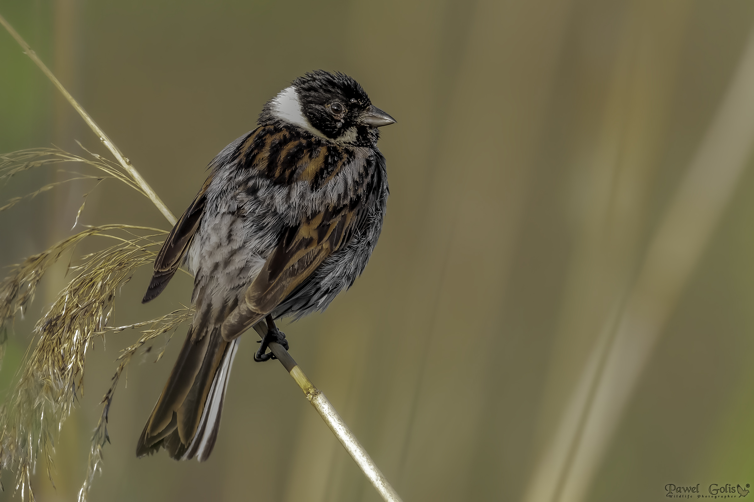 Bunting di cana comune (Emberiza schoeniclus)
