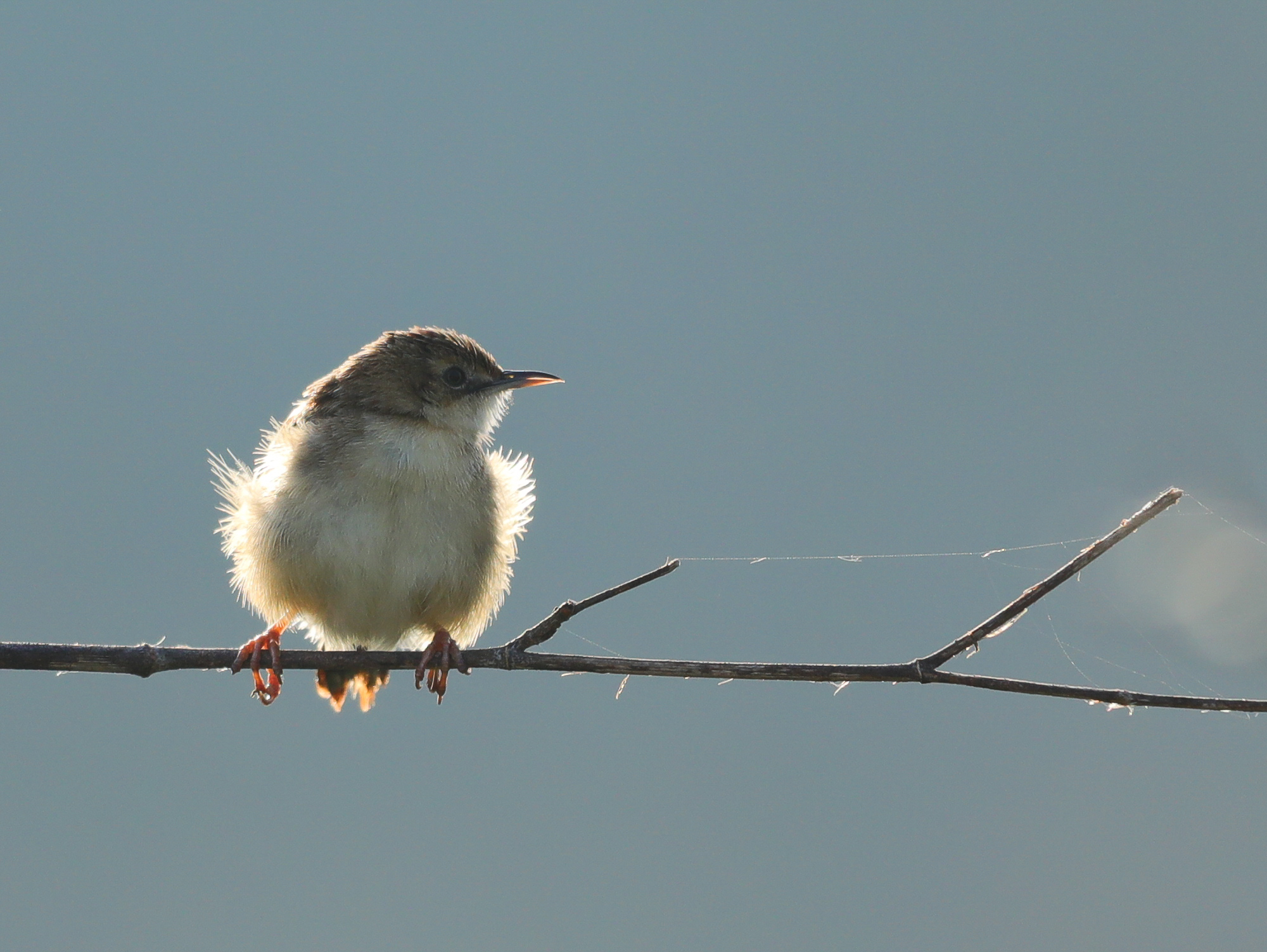 Swuffolo in the first sun
