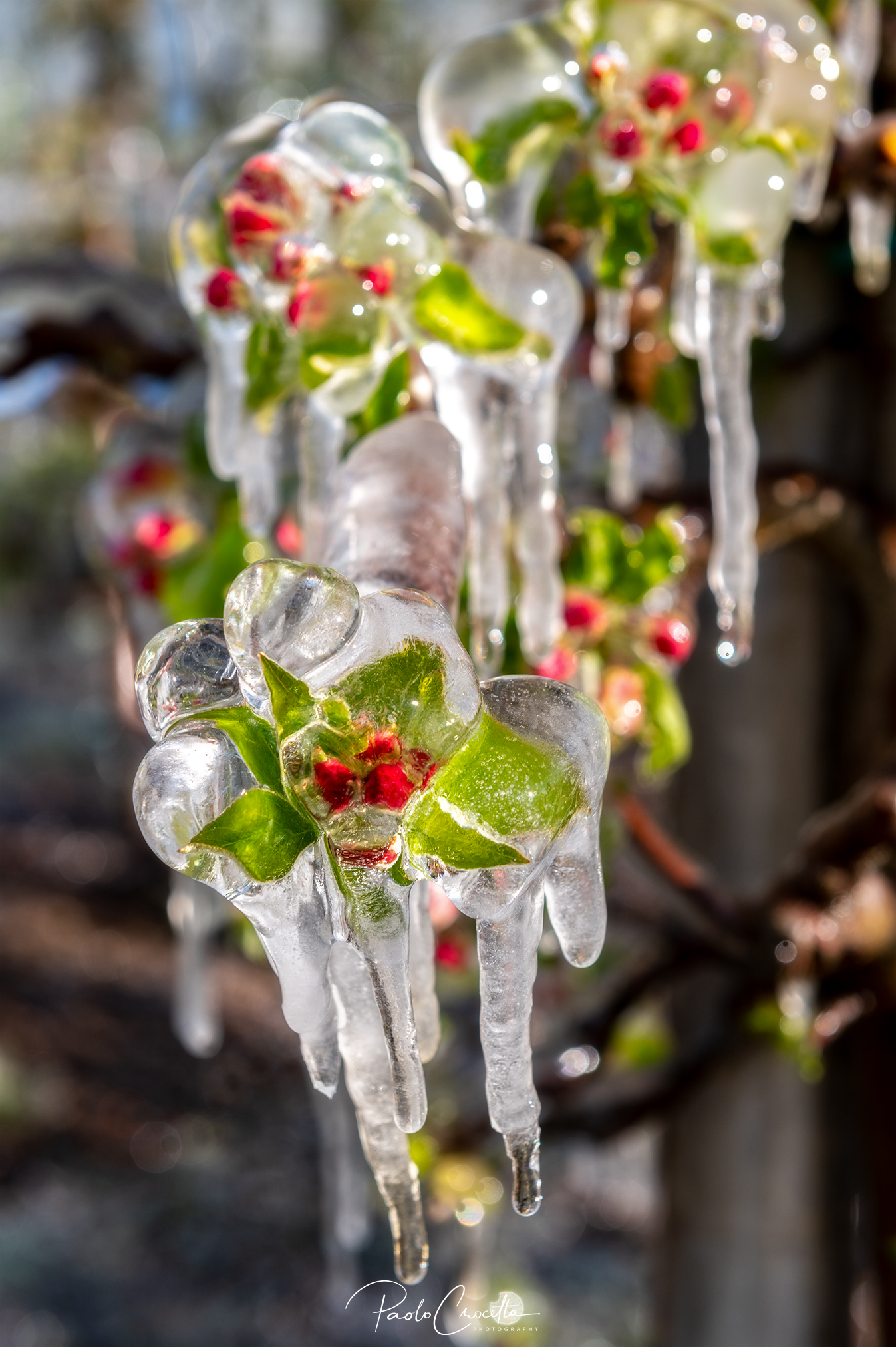 Antibrine watering on apple