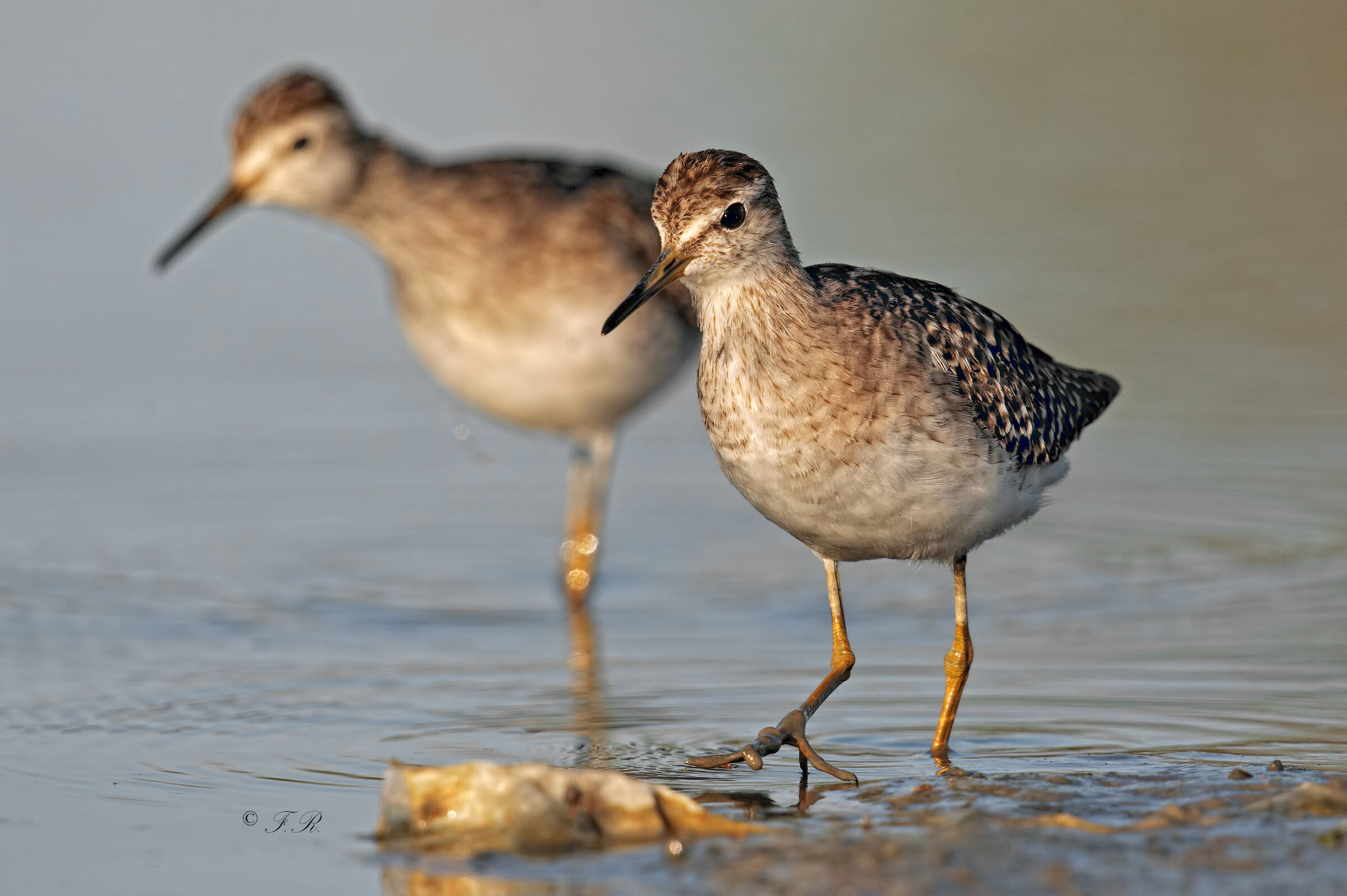 boscherecci - Wikipedia