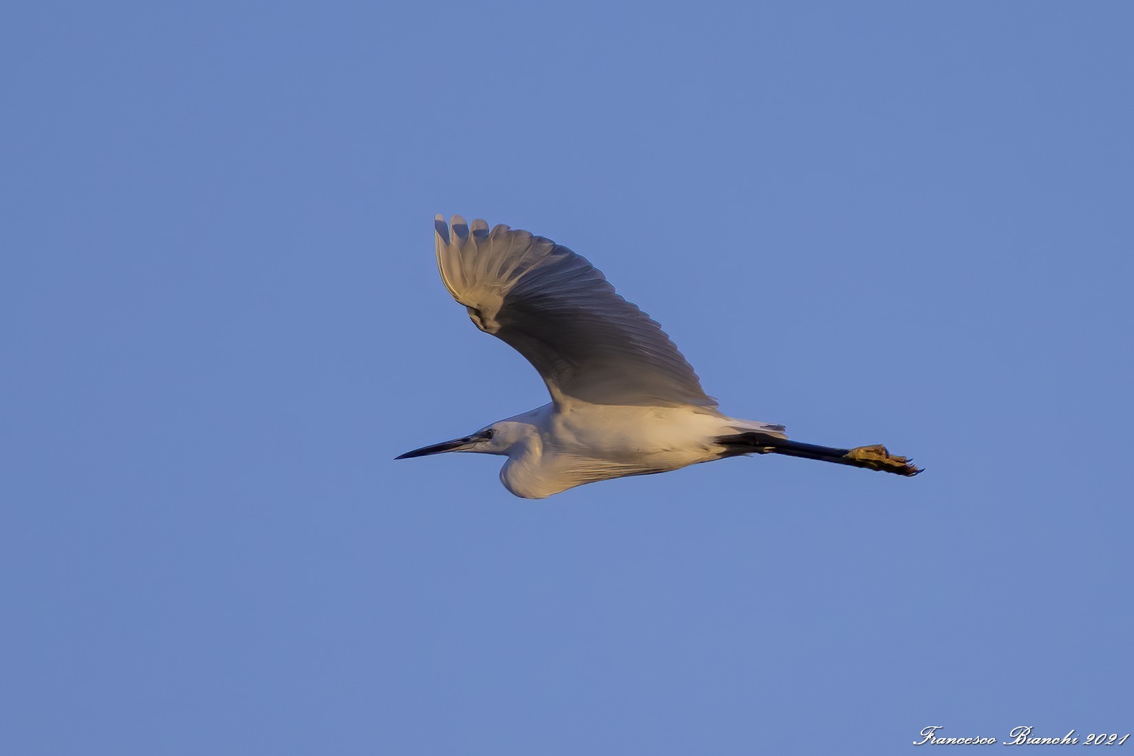 Egret in flight