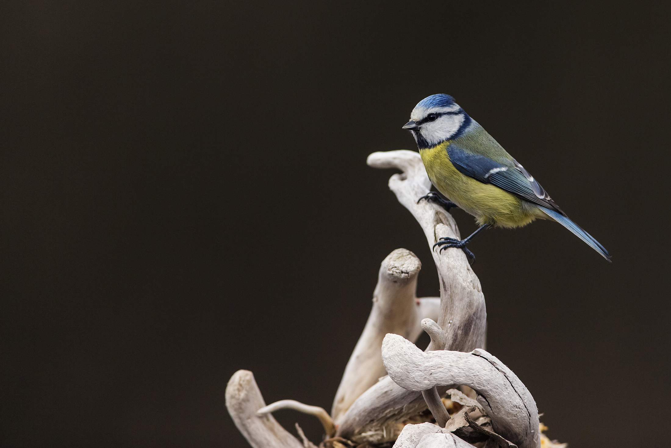 cinciarella in sala posa