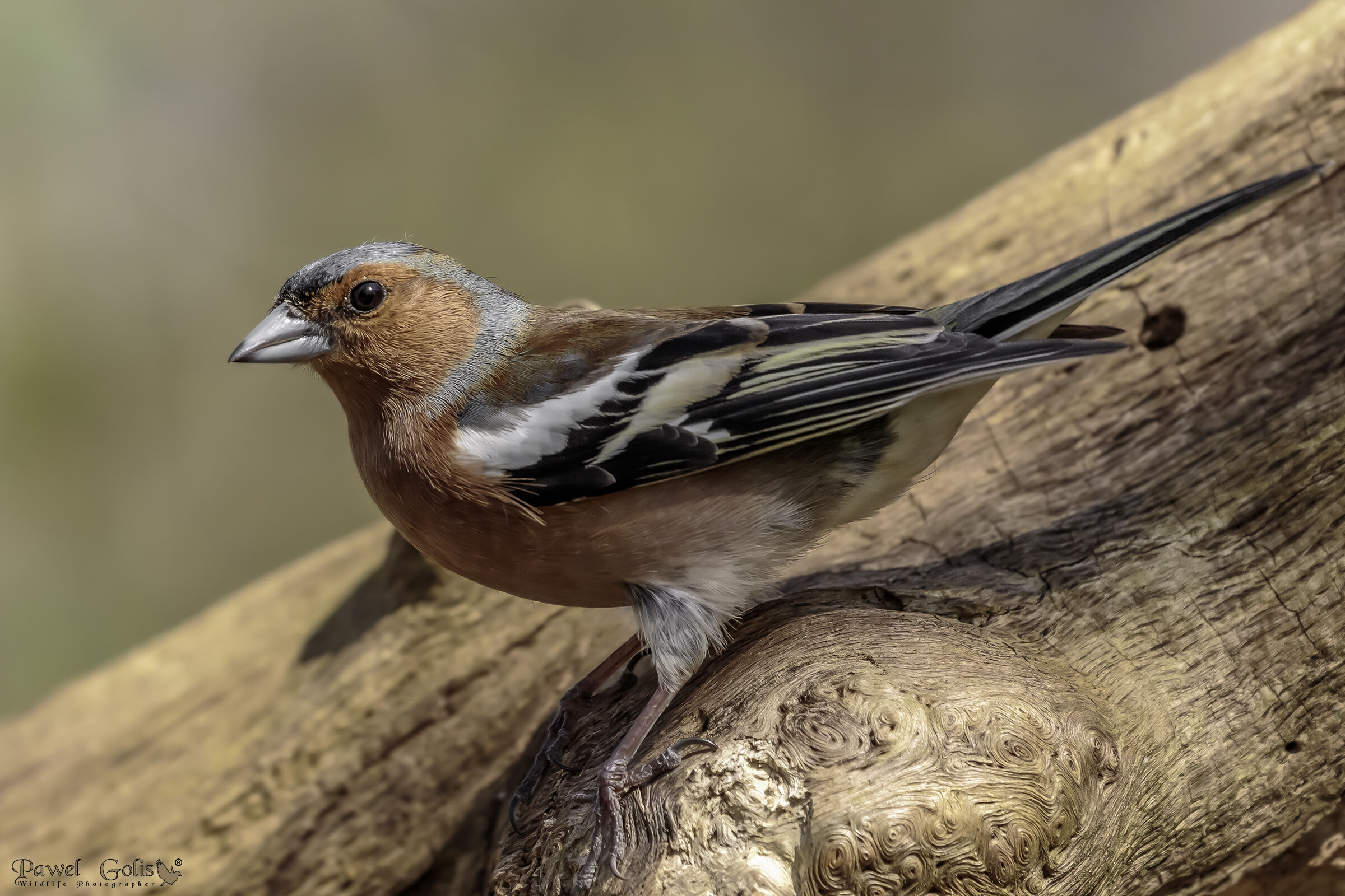 Chaffinch comune (Fringilla coelebs)