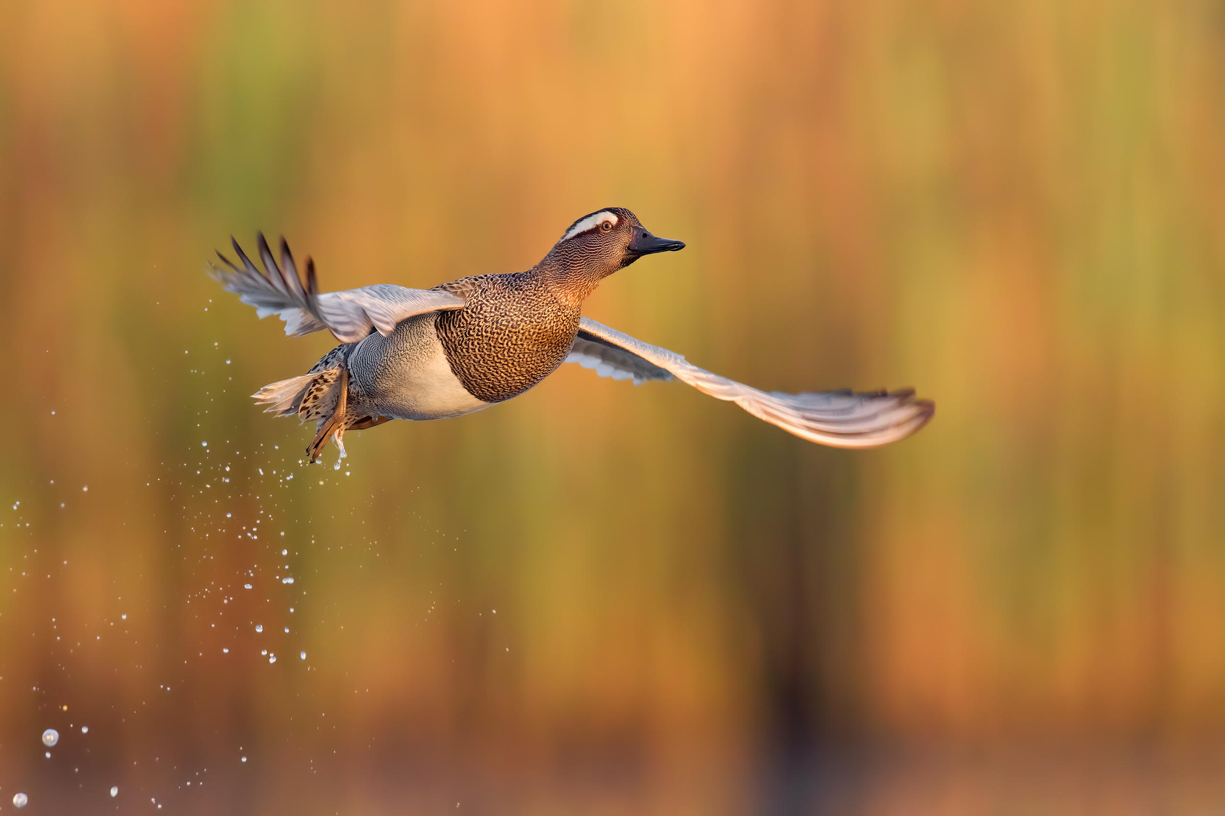 garganey