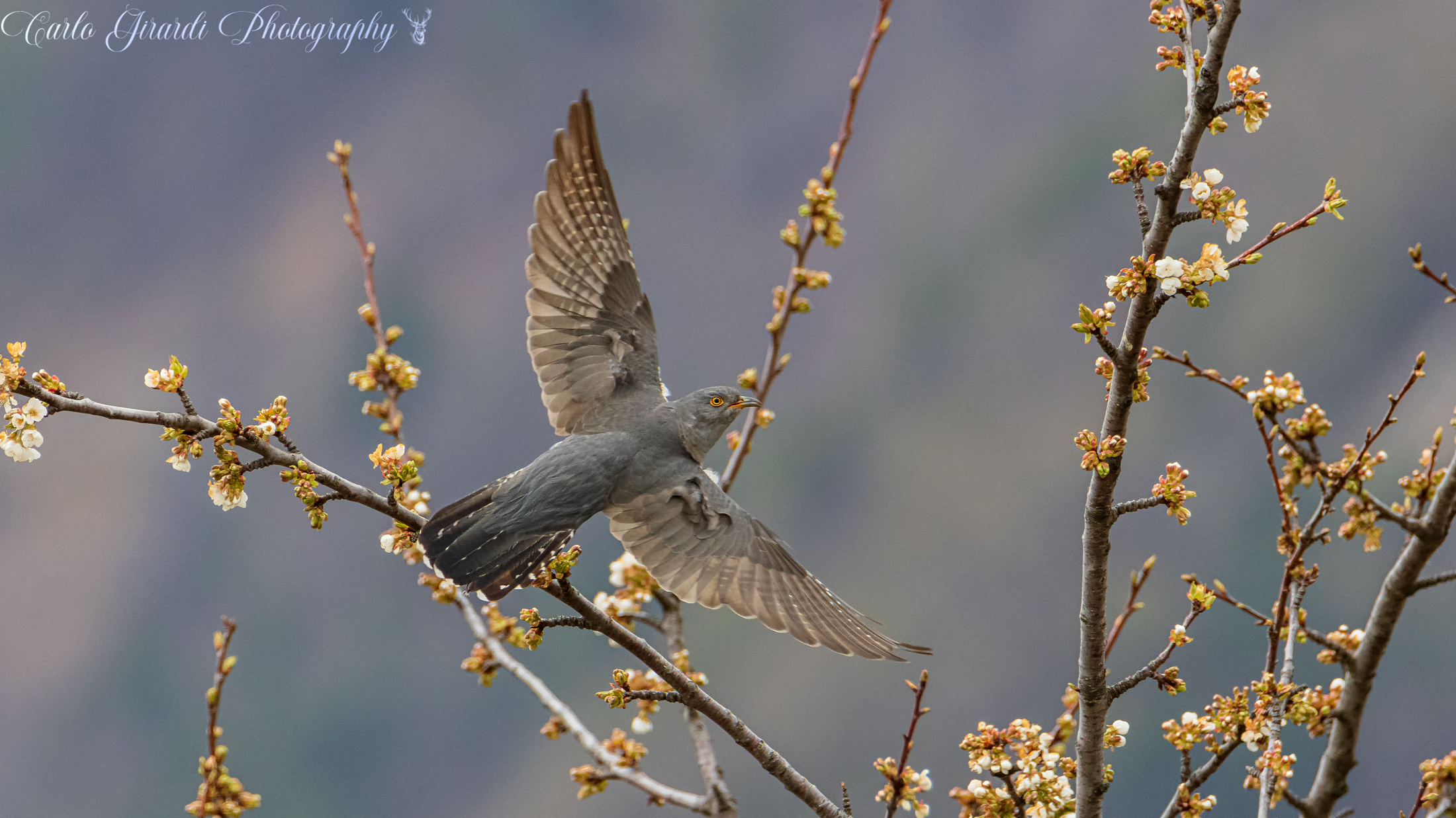 Cuckoo Spring