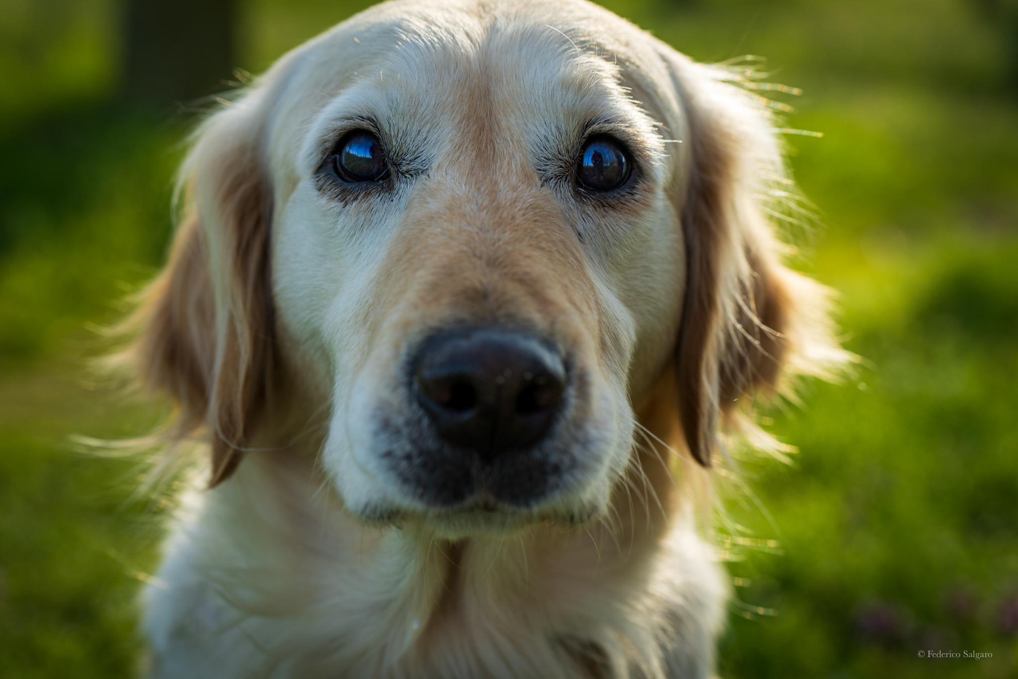 Il dolce sguardo di Dharma