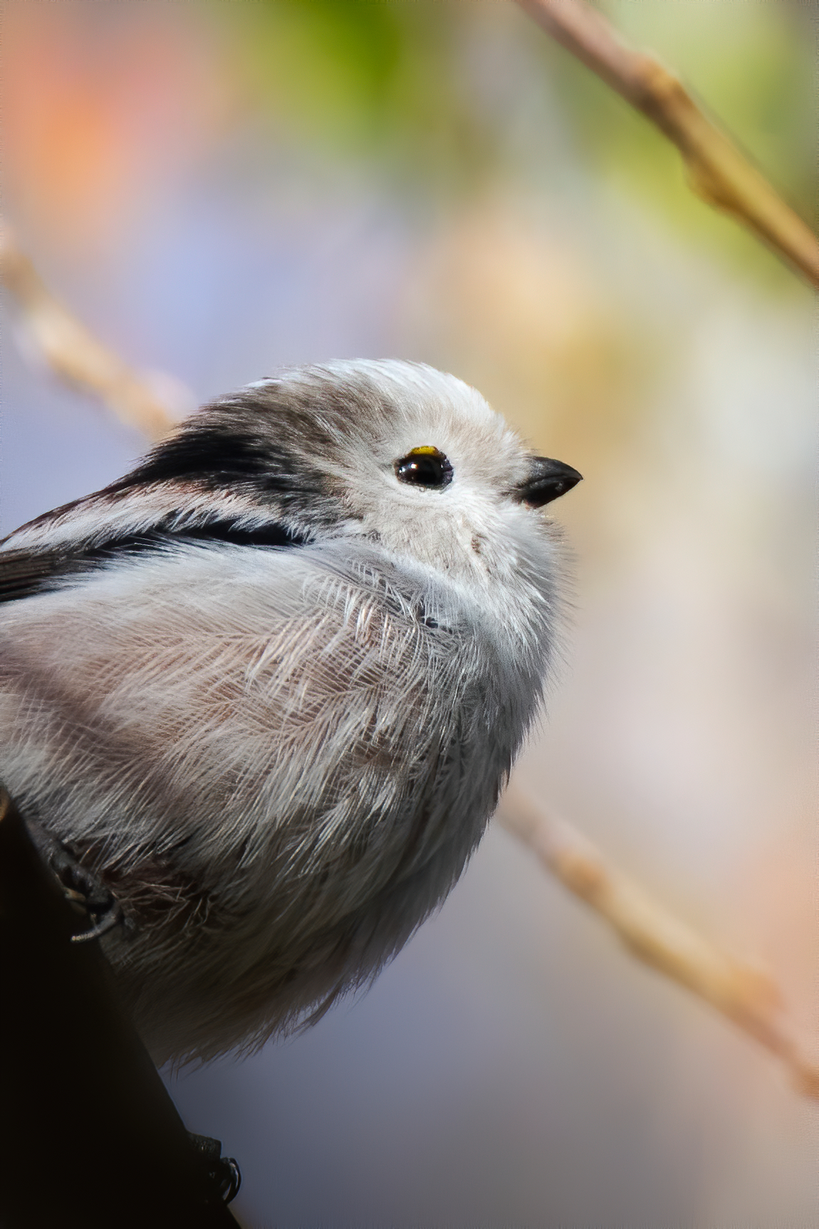 ritratto codibugnolo