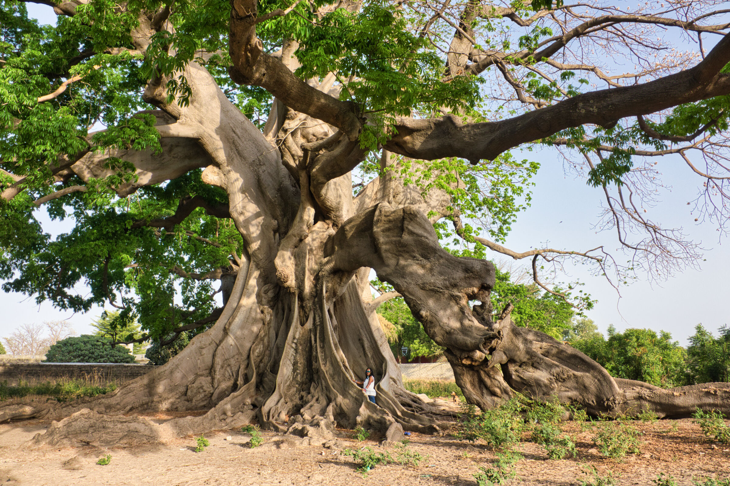 Kapokier de Missirah (Sine Saloum)