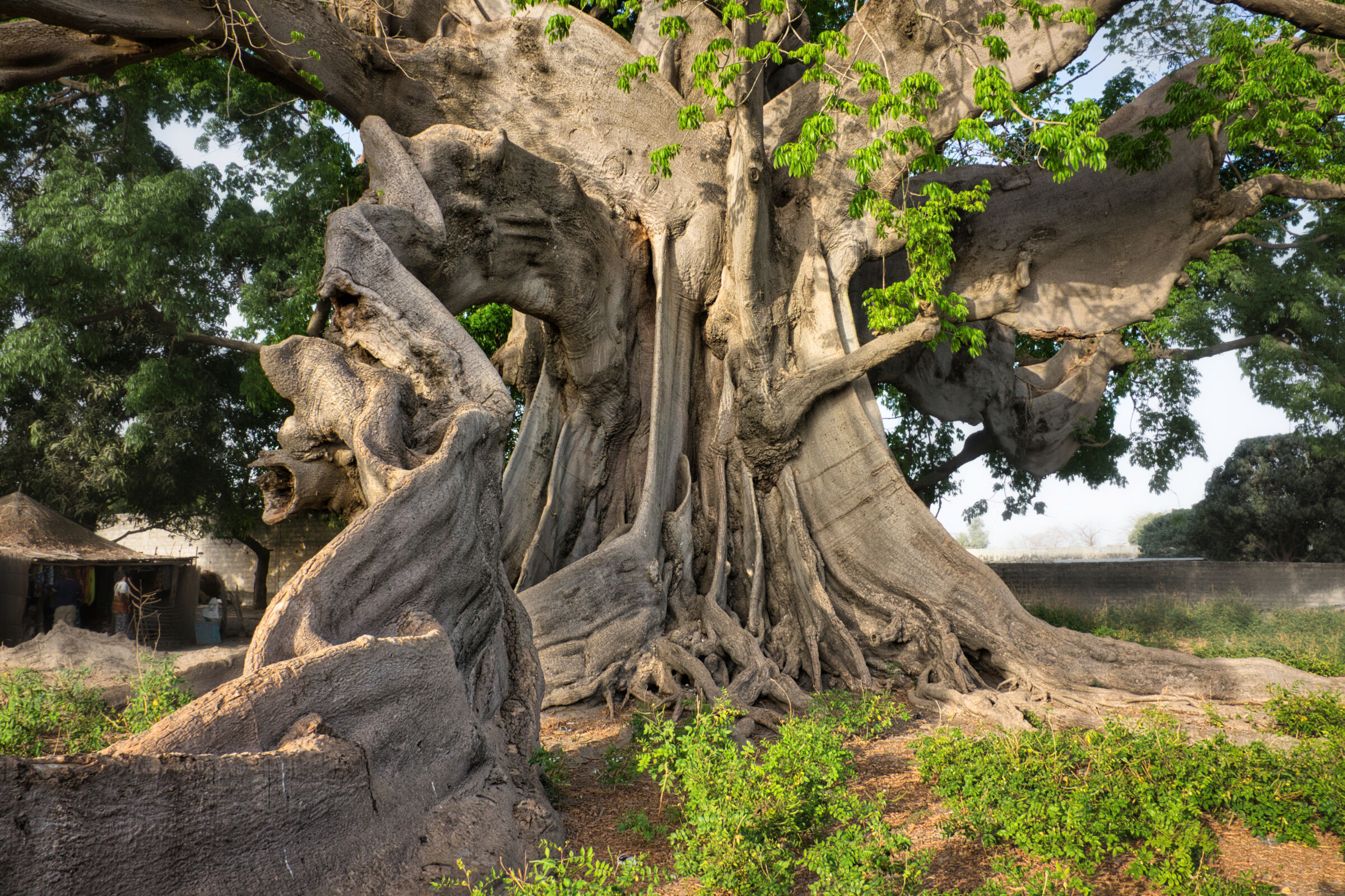 Kapokier de Missirah (Sine Saloum)