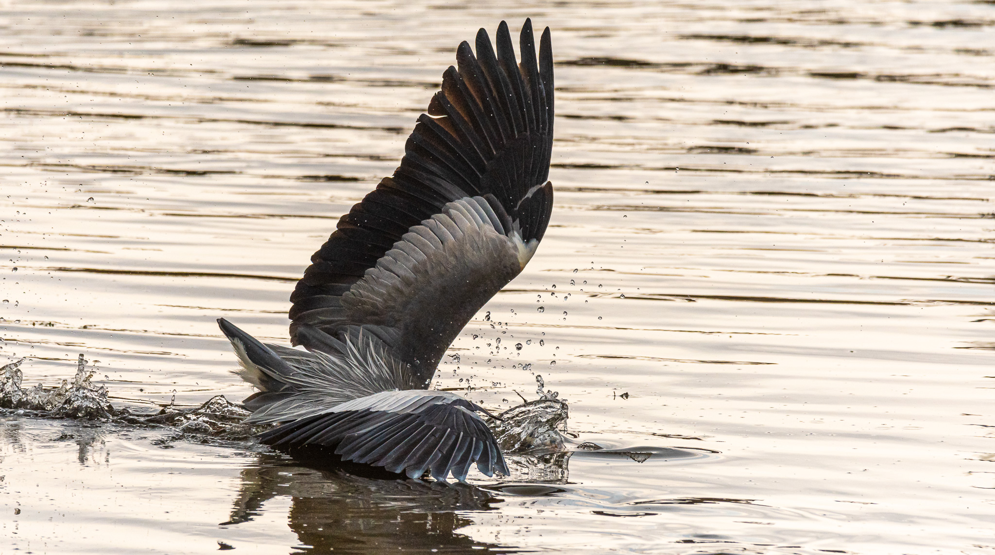Heron Cenerino while hunting