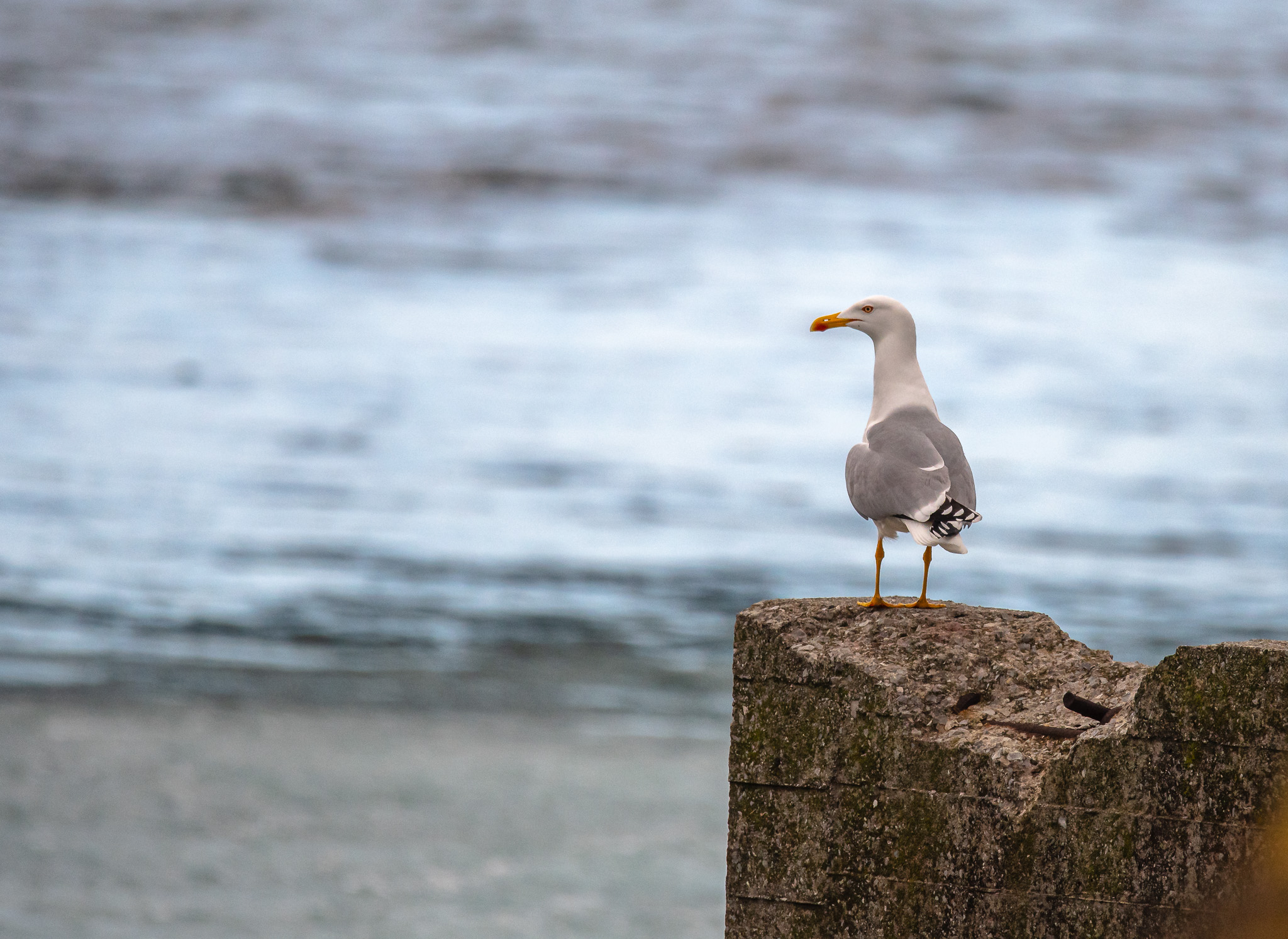 gull