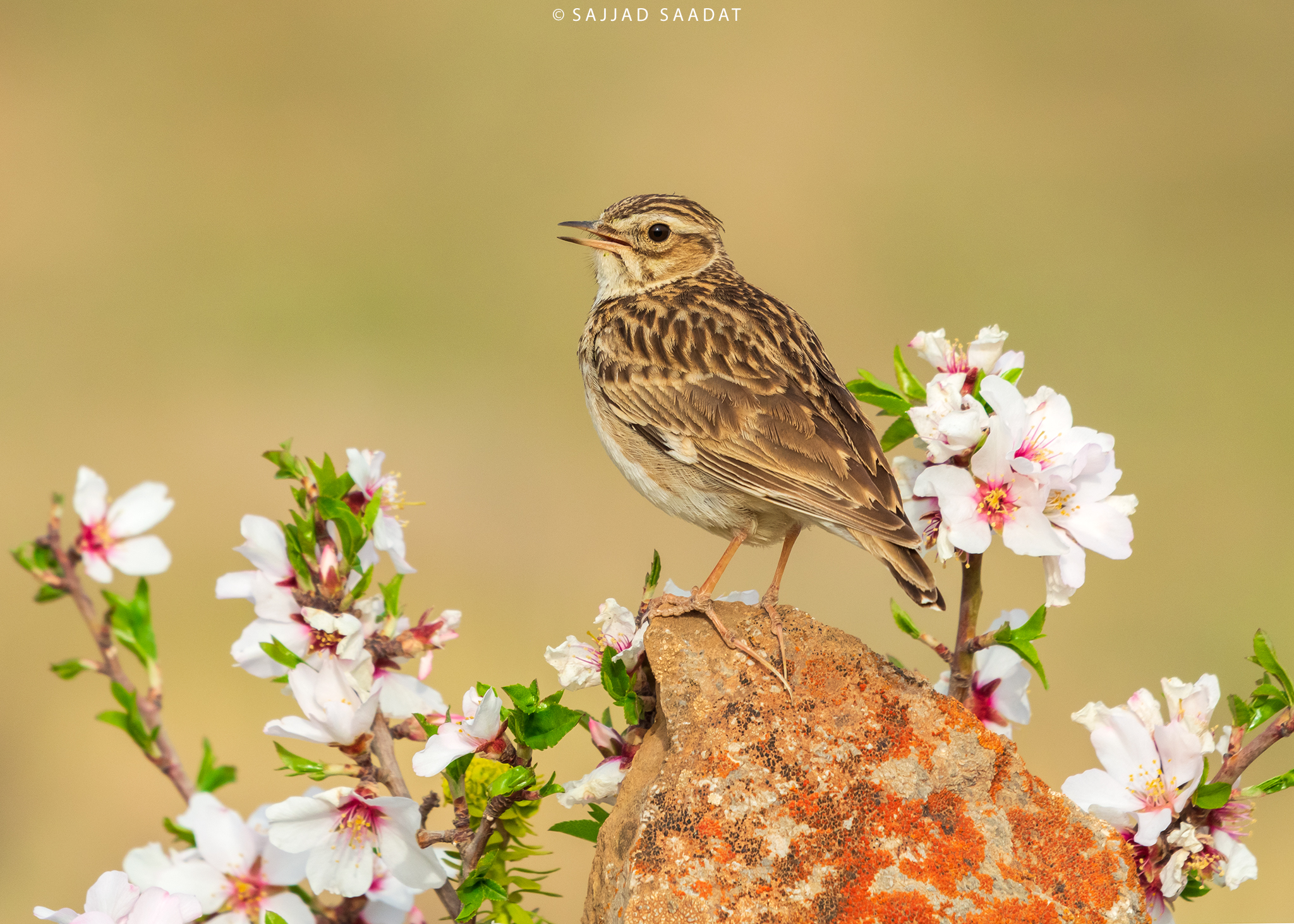 WoodLark