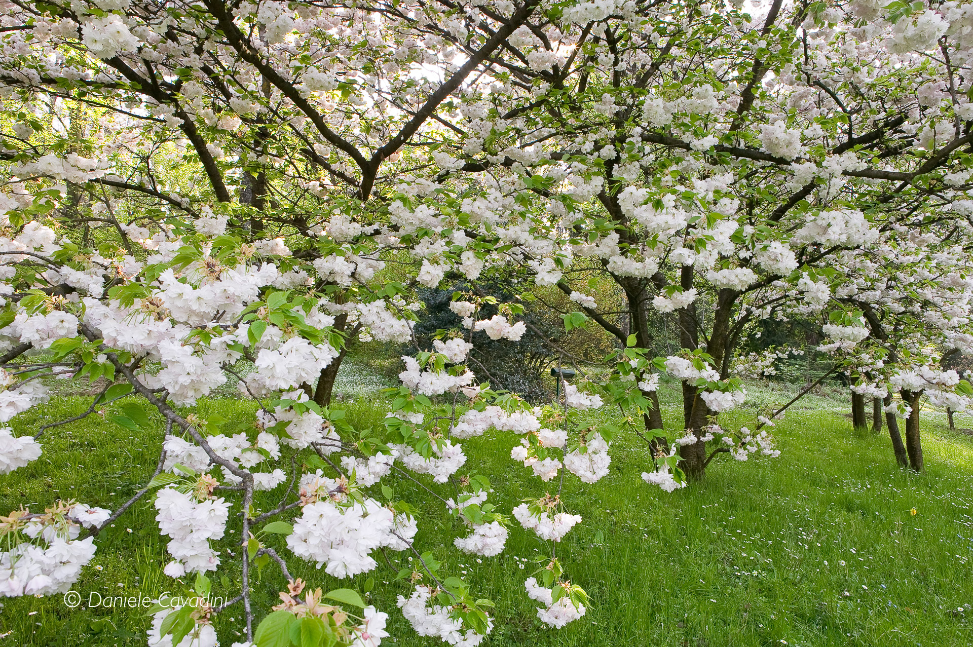 Primavera