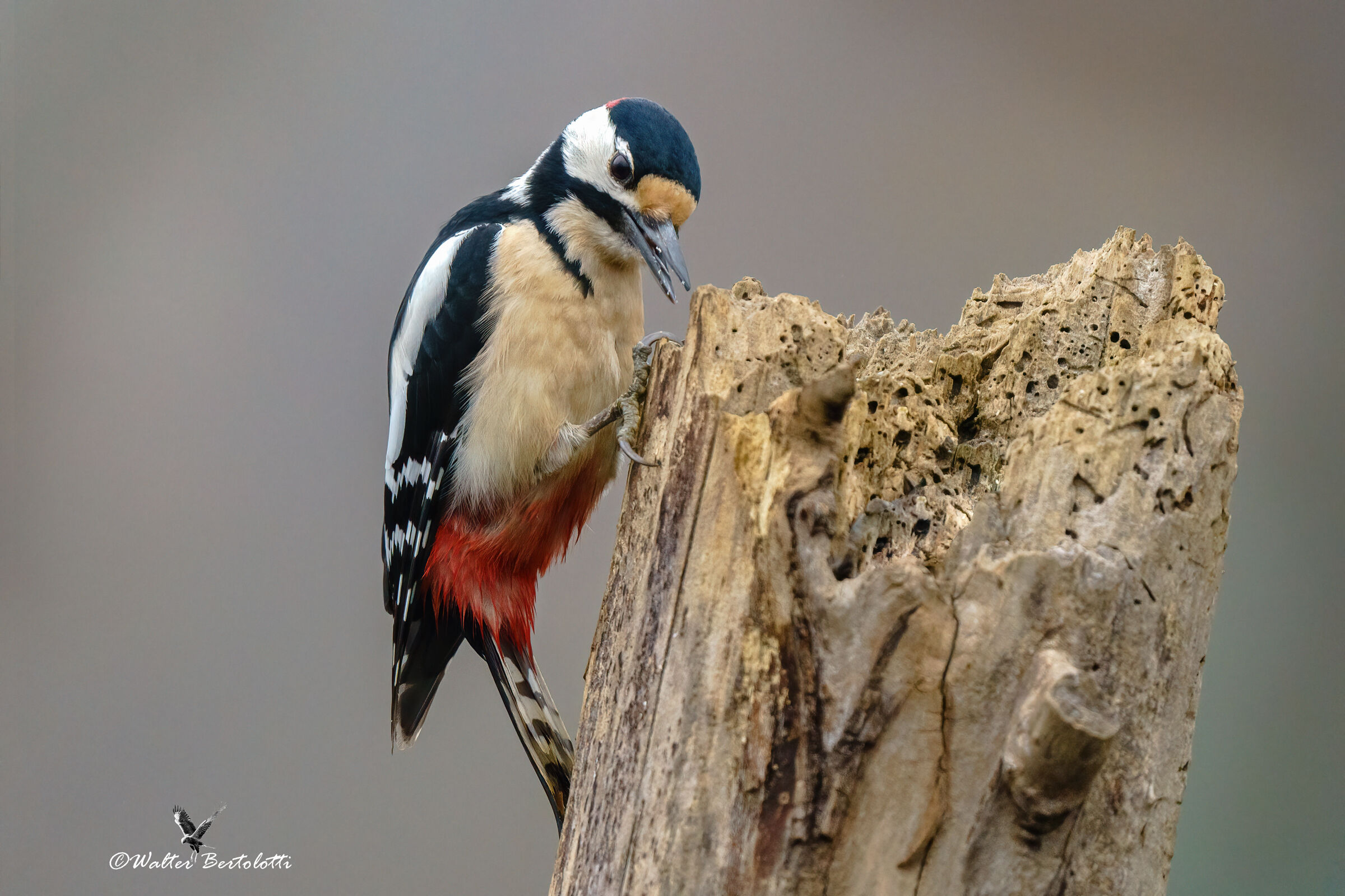 red woodpecker