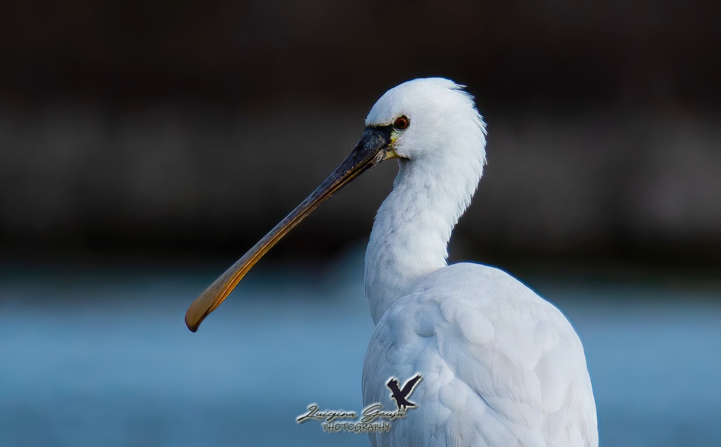 Portrait of a spatula