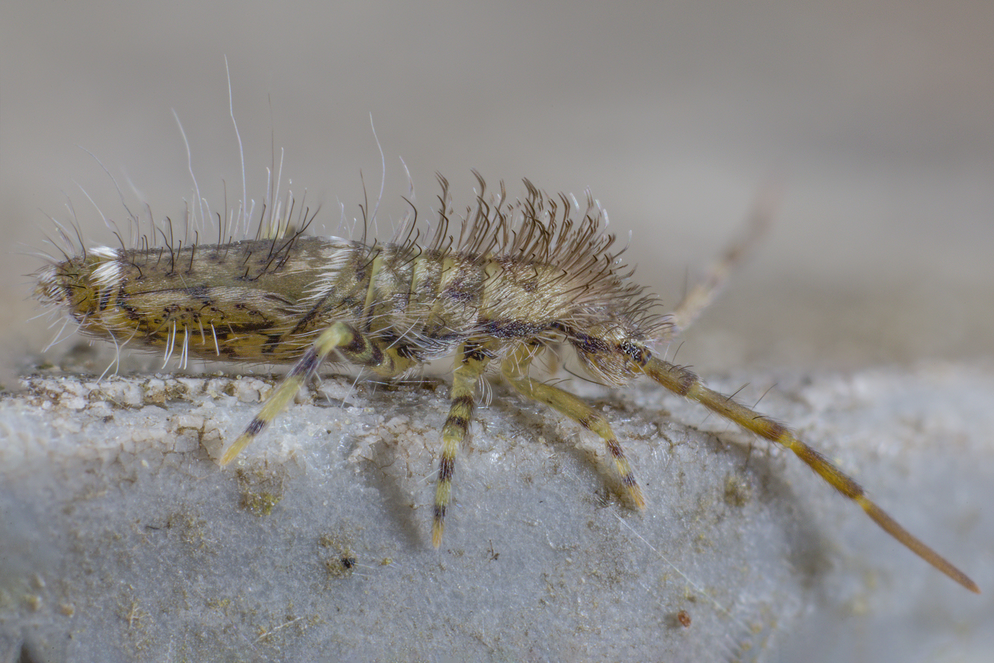 Orchesella villosa, Collembolo