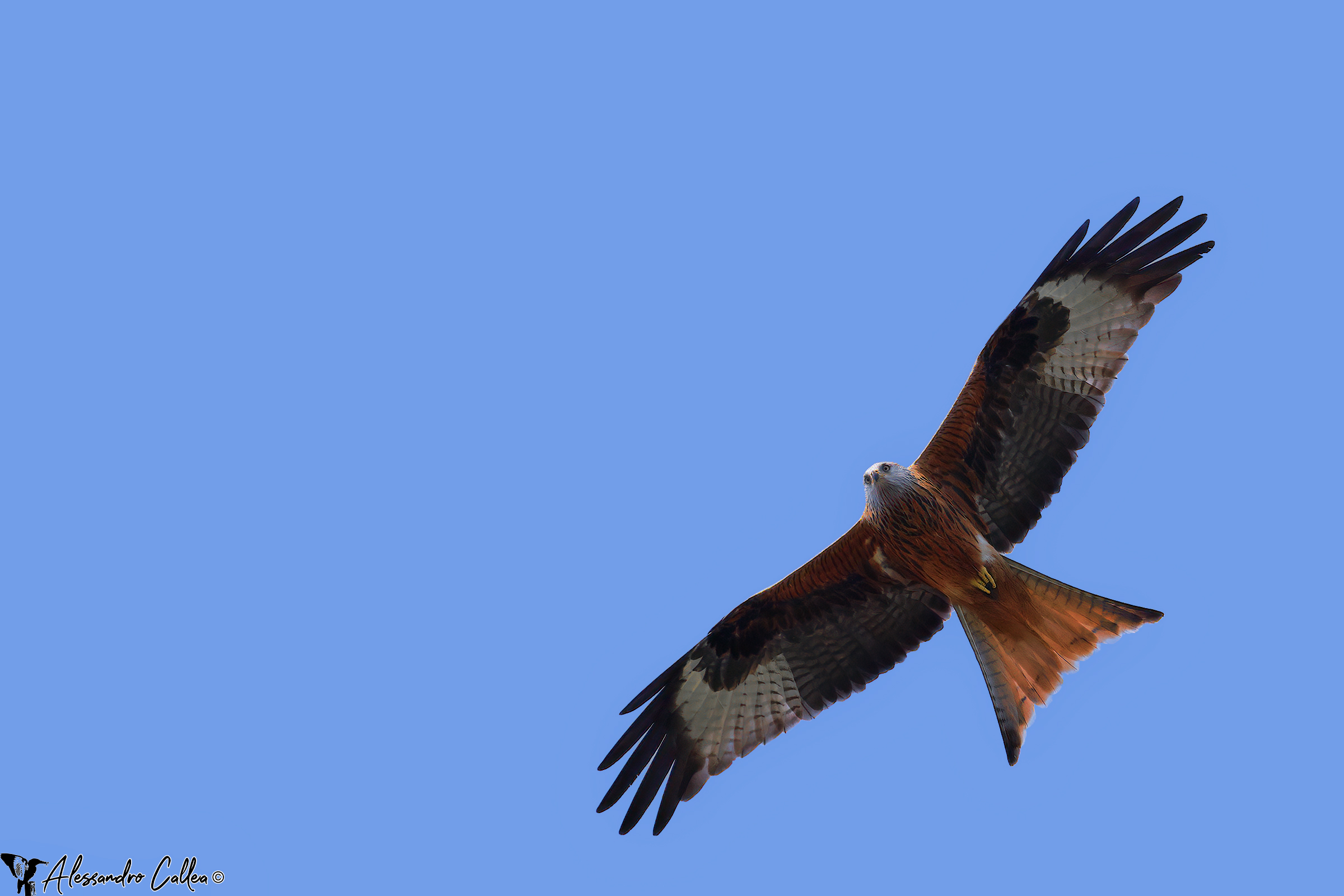 In blue painted blue